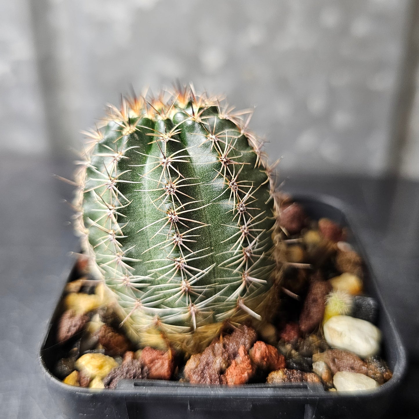 Lobivia hybrid (T5V)