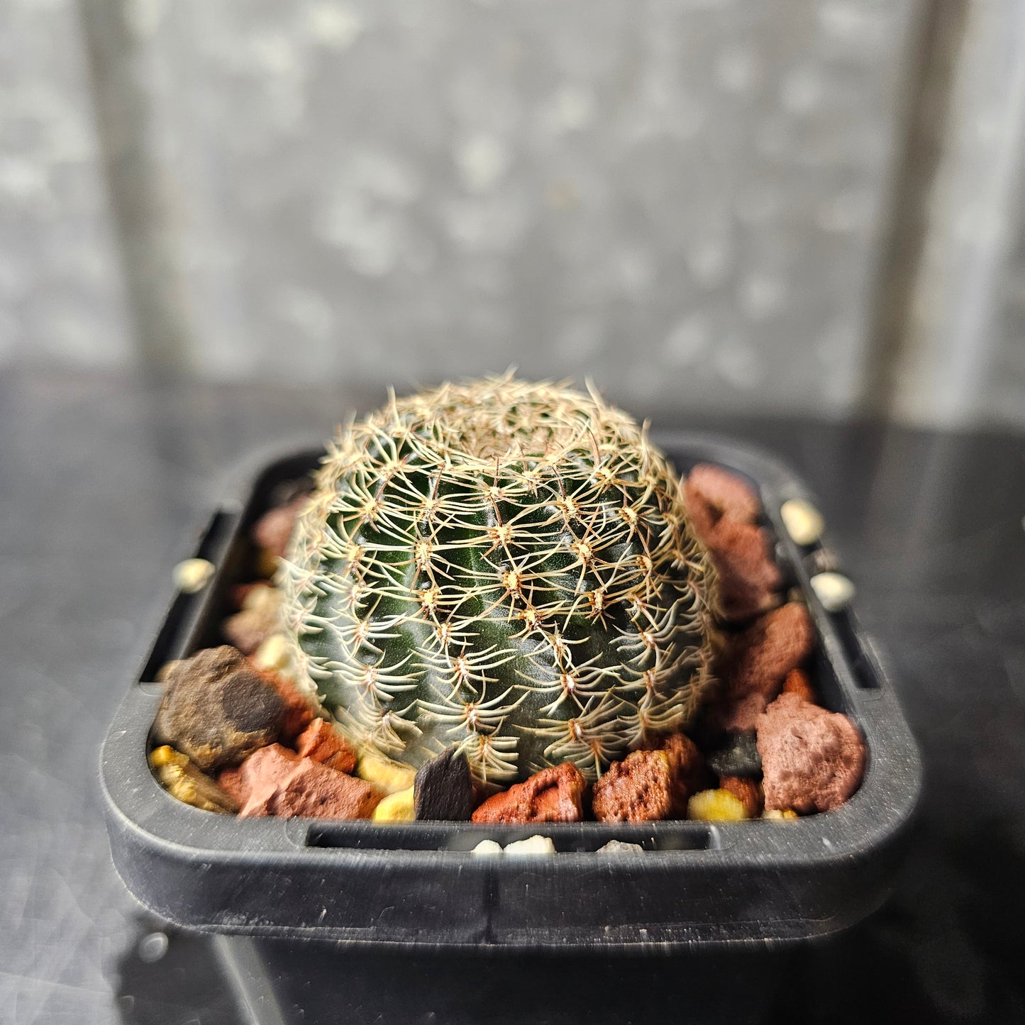 Lobivia hybrid (WQ6)