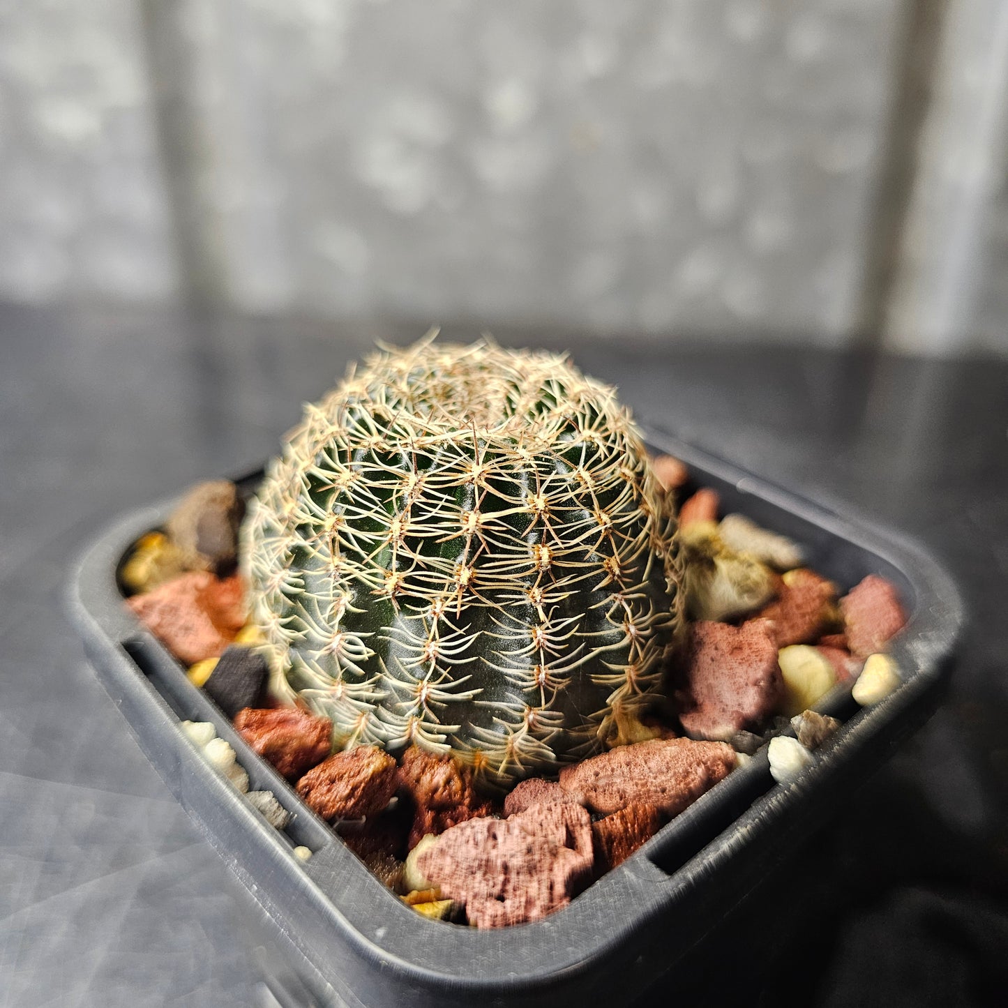 Lobivia hybrid (WQ6)