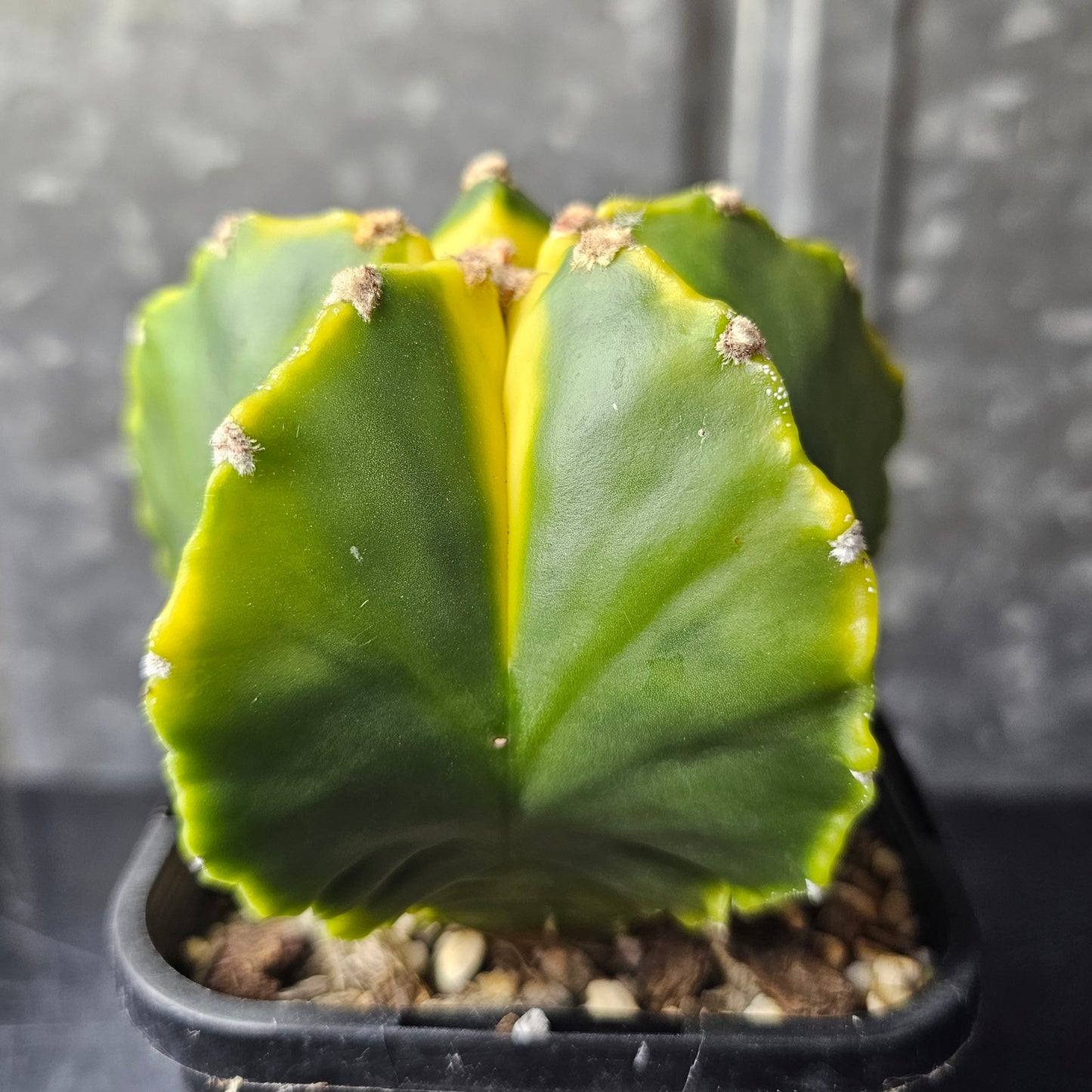 Astrophytum myriostigma cv. Koh-yo