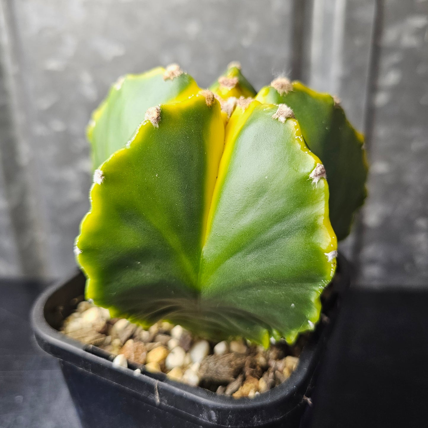 Astrophytum myriostigma cv. Koh-yo