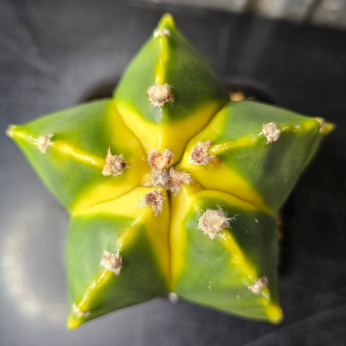 Astrophytum myriostigma cv. Koh-yo