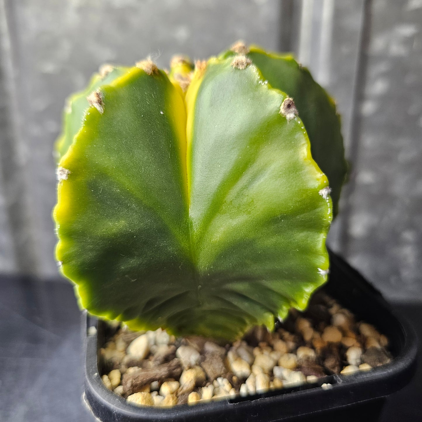 Astrophytum myriostigma cv. Koh-yo