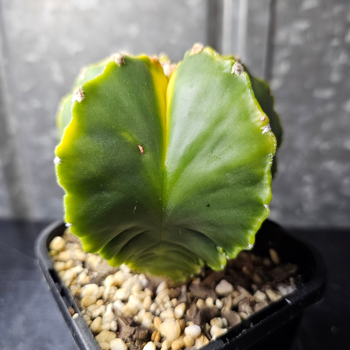 Astrophytum myriostigma cv. Koh-yo