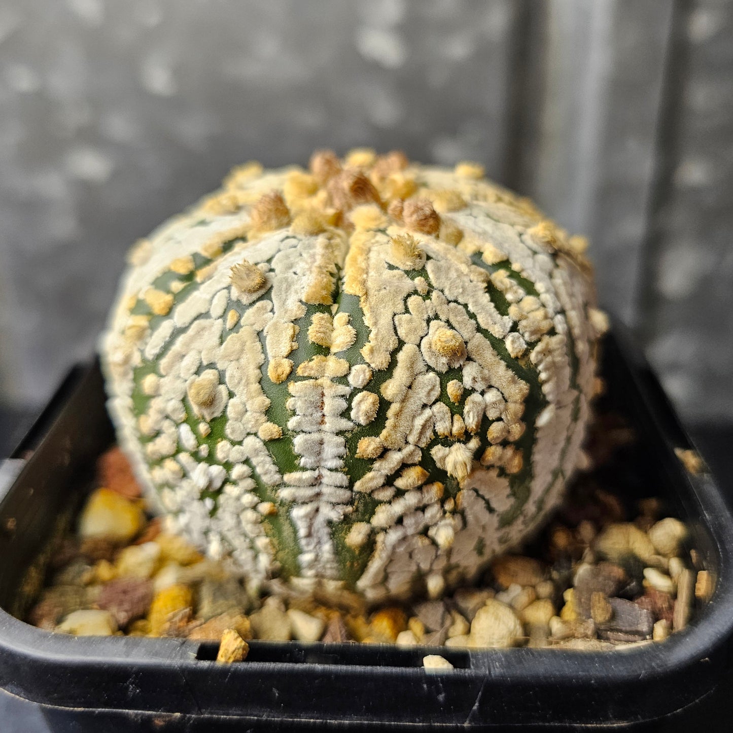 Astrophytum asterias (Thai select)
