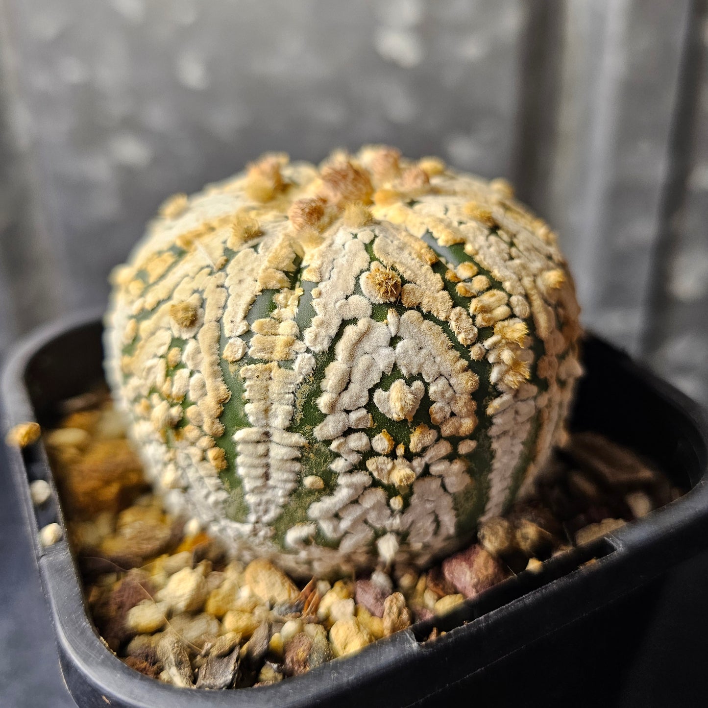 Astrophytum asterias (Thai select)