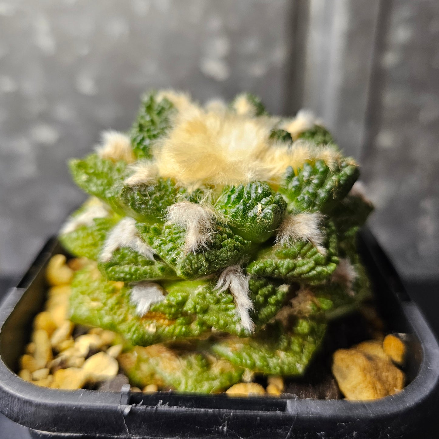 Ariocarpus hybrid (extra wooly)