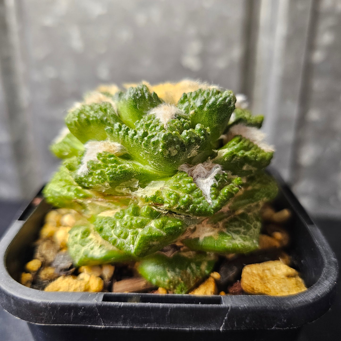 Ariocarpus hybrid (extra wooly)