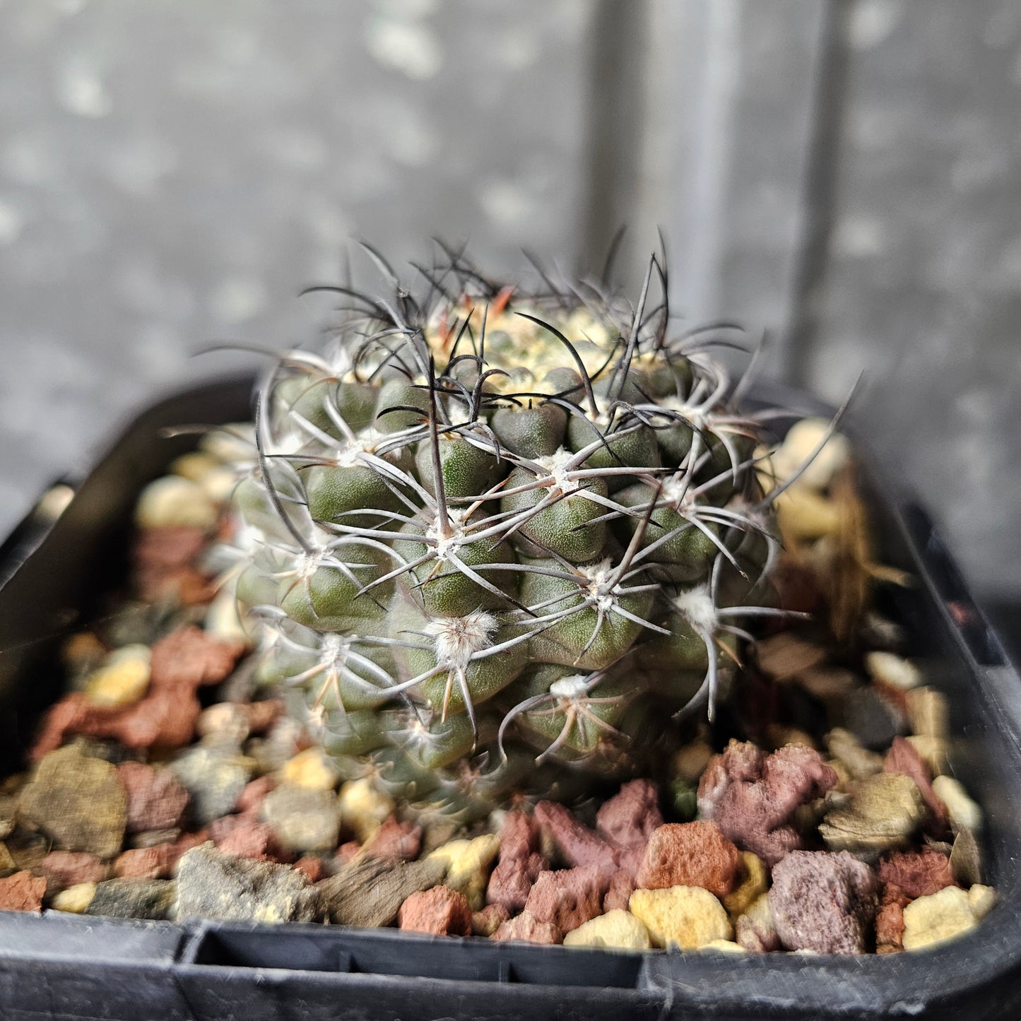 Eriosyce hybrid (Spine City select)