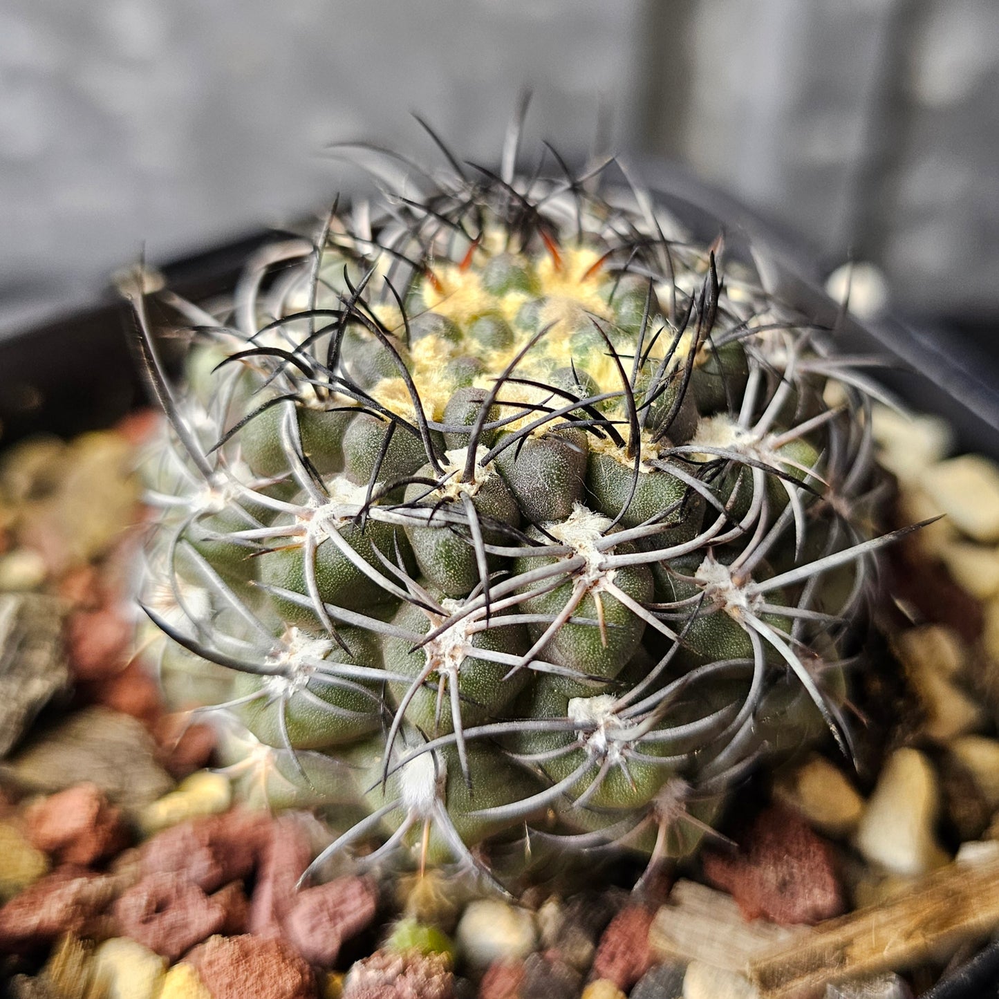 Eriosyce hybrid (Spine City select)