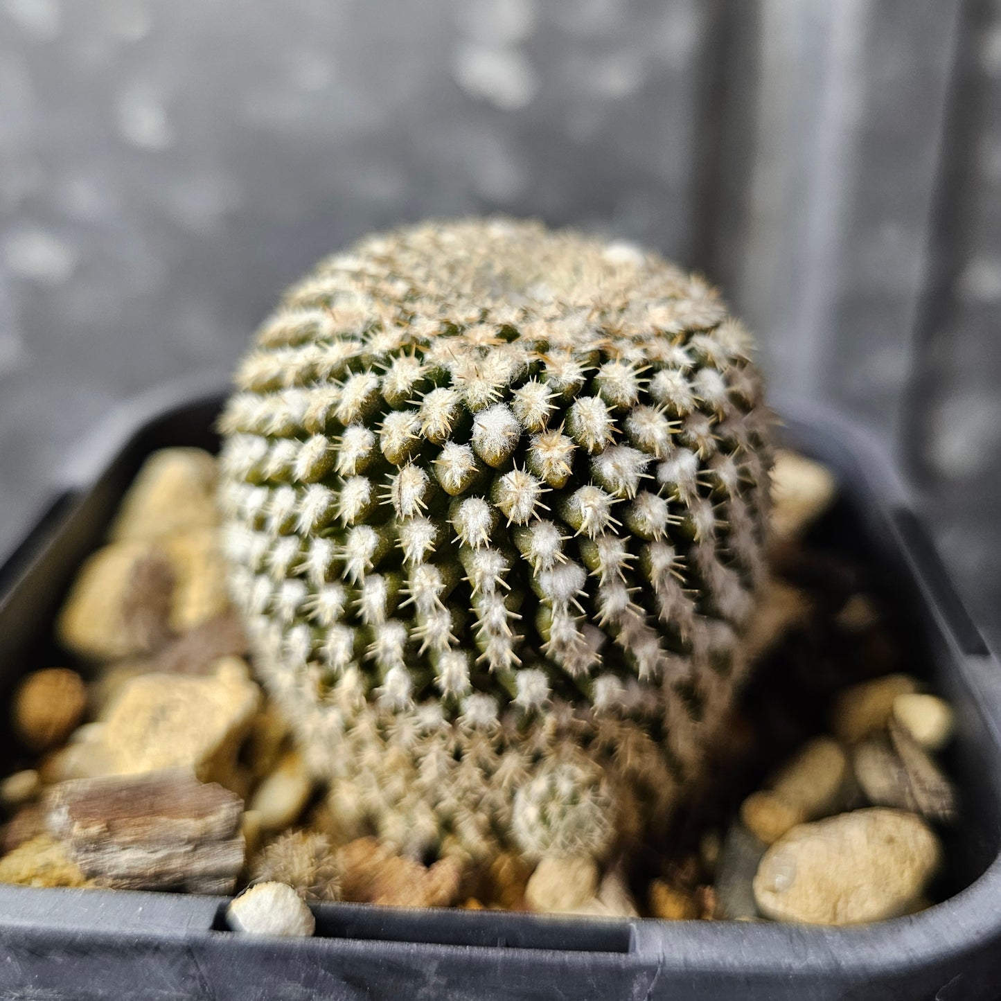 Chileorebutia napina ssp. challensis