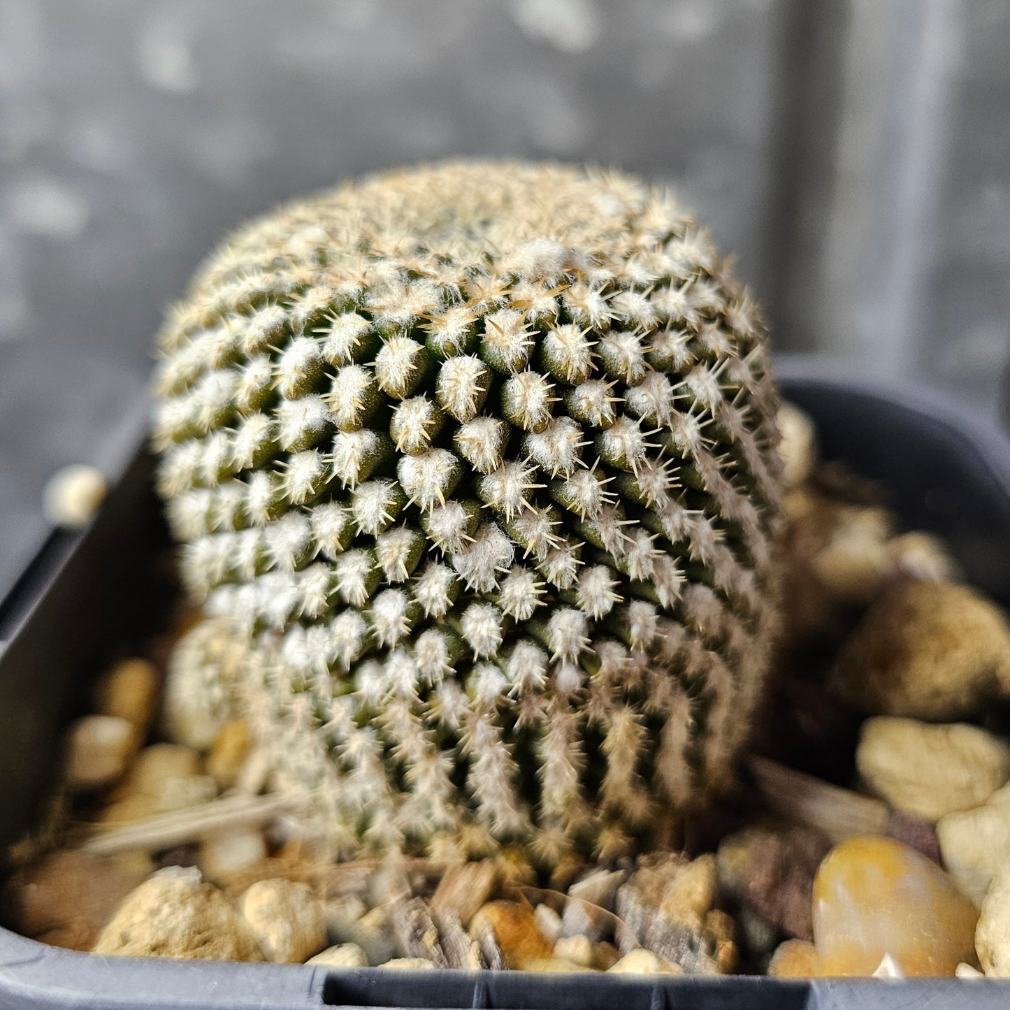 Chileorebutia napina ssp. challensis