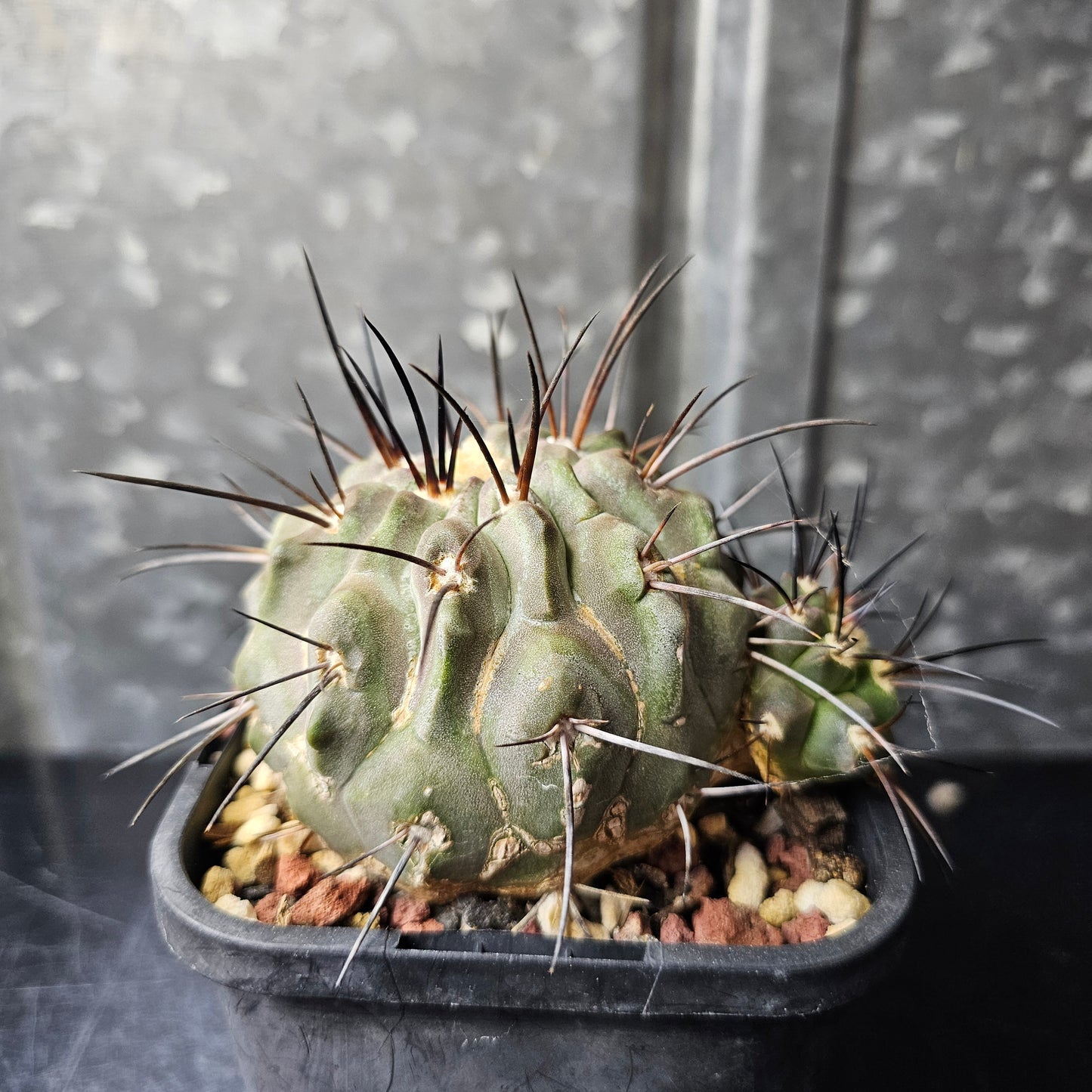 Copiapoa dealbata