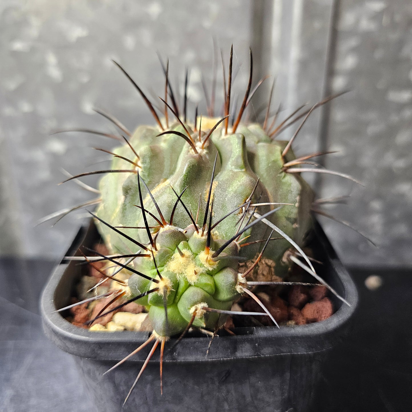 Copiapoa dealbata