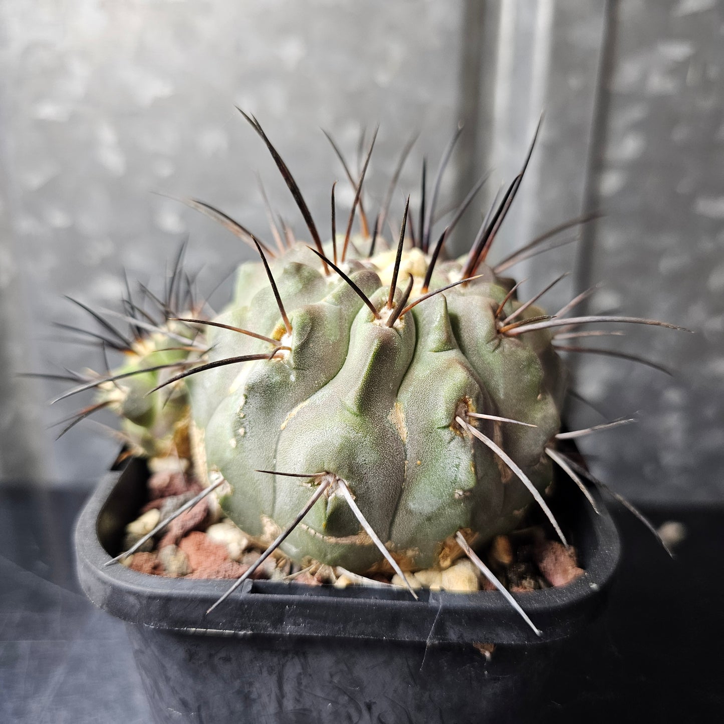 Copiapoa dealbata