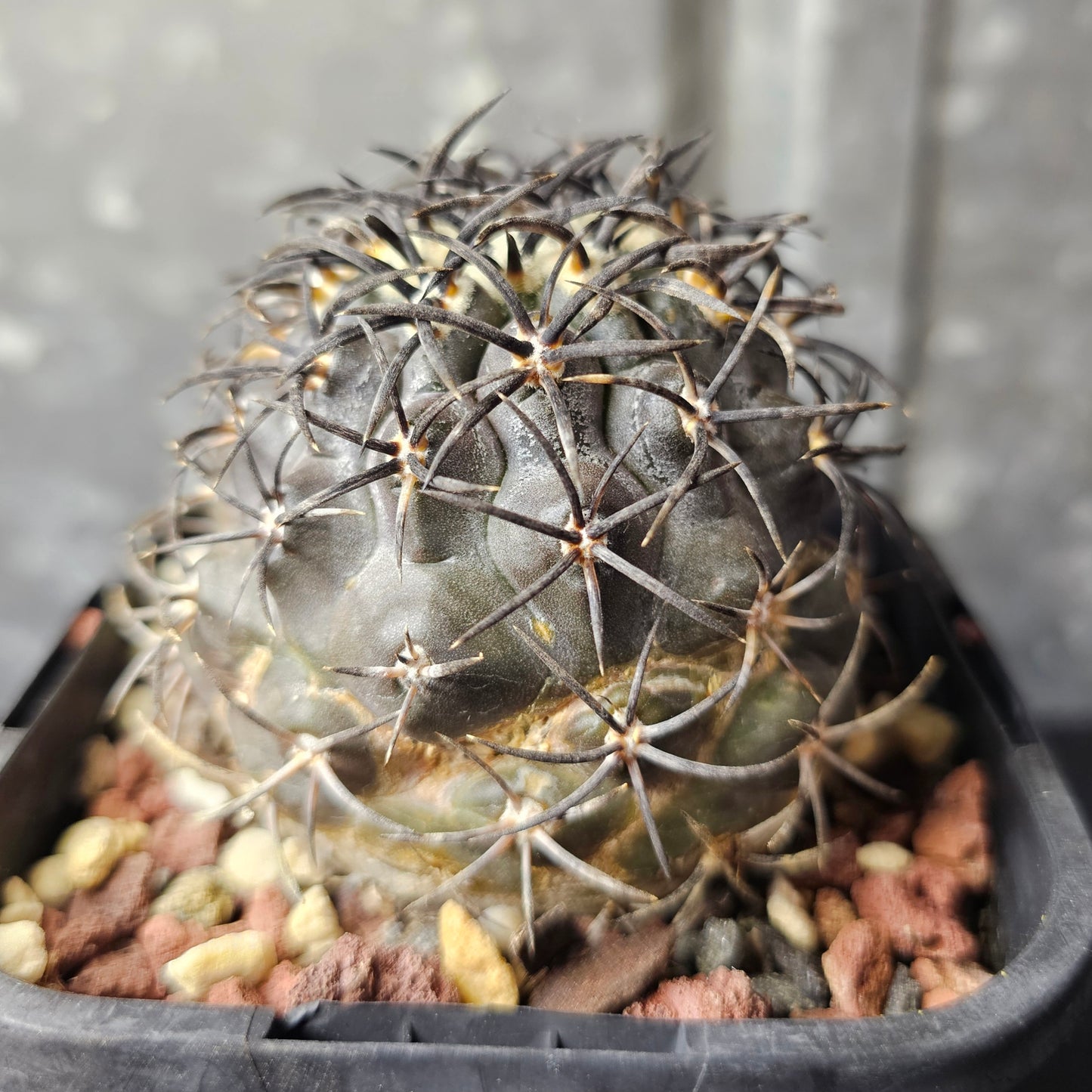 Copiapoa griseoviolacea – Specimen grade