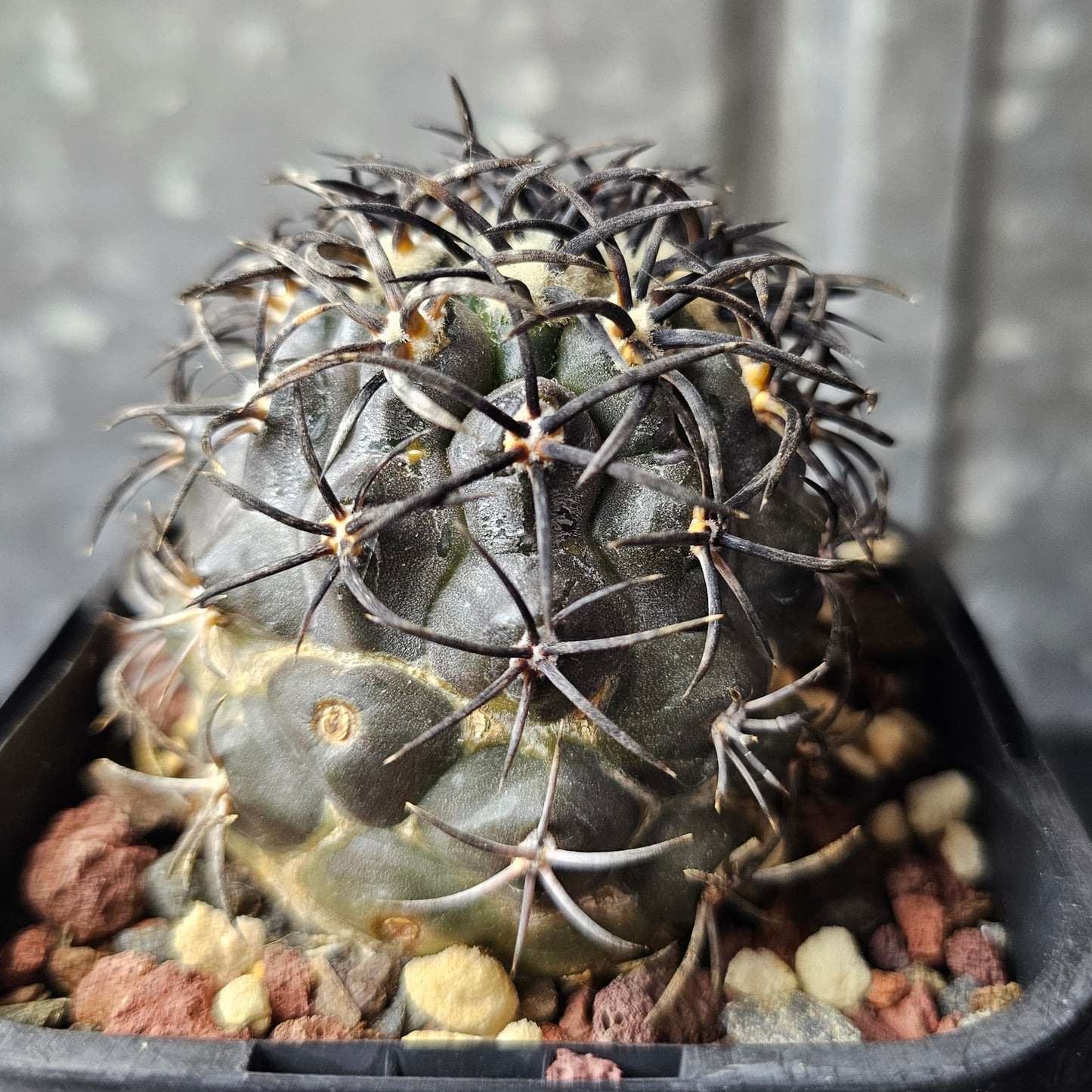 Copiapoa griseoviolacea – Specimen grade
