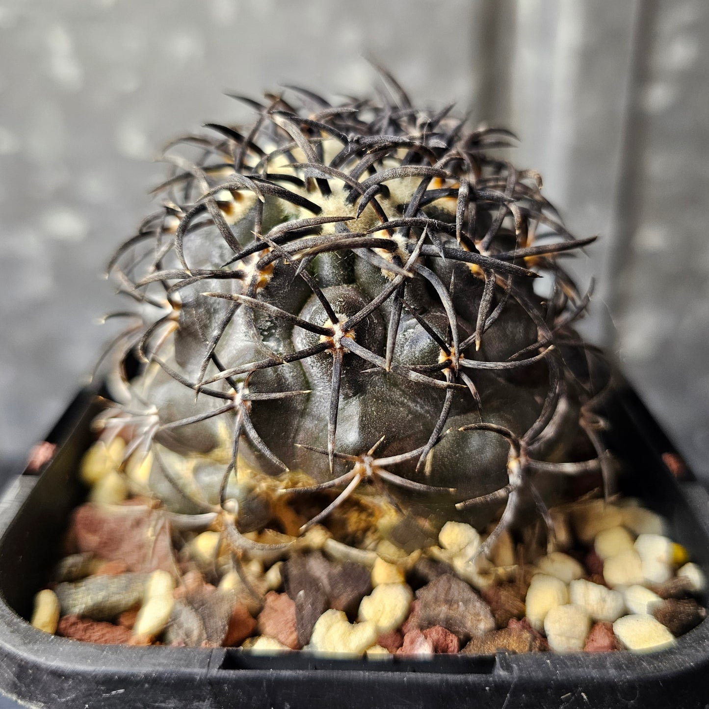 Copiapoa griseoviolacea – Specimen grade