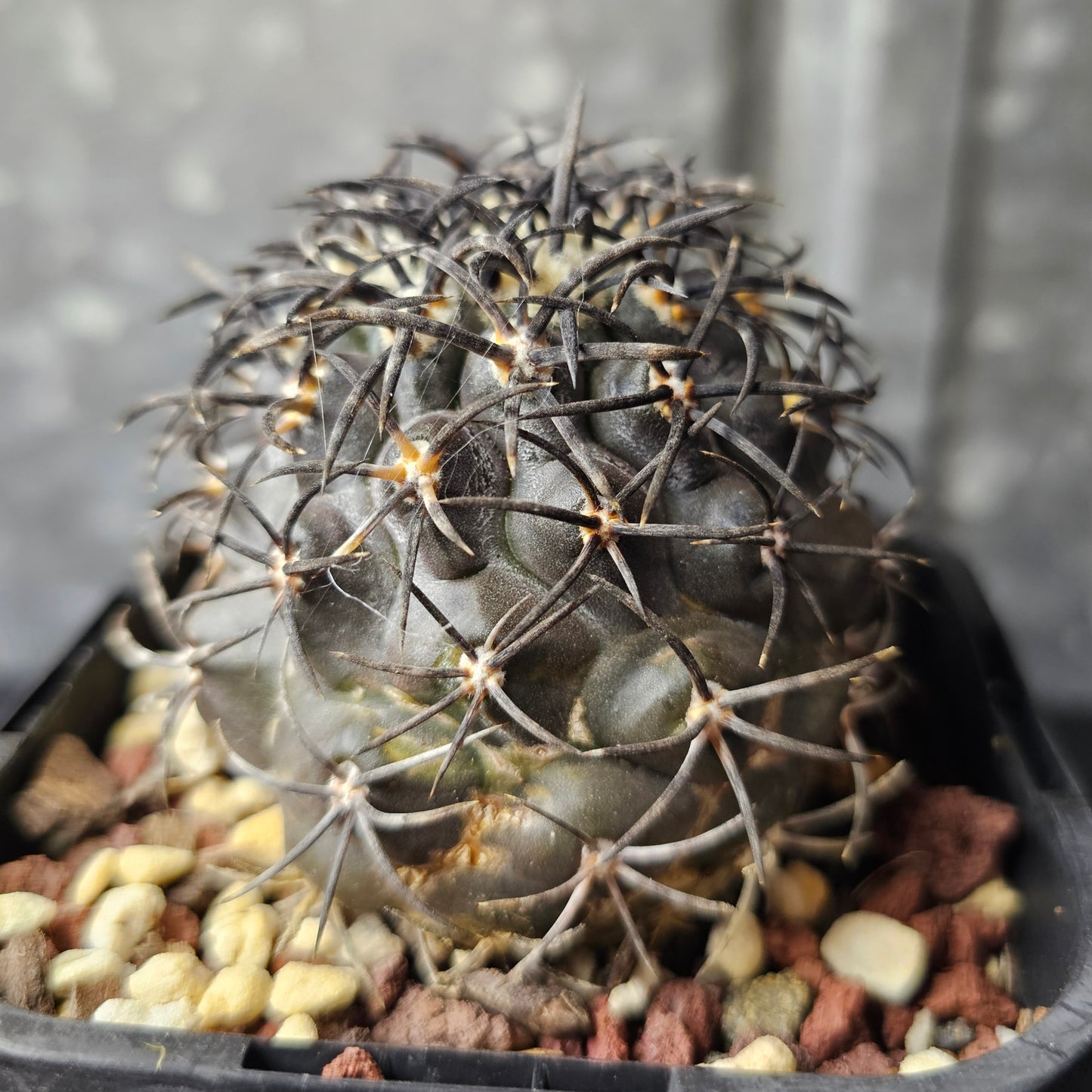 Copiapoa griseoviolacea – Specimen grade