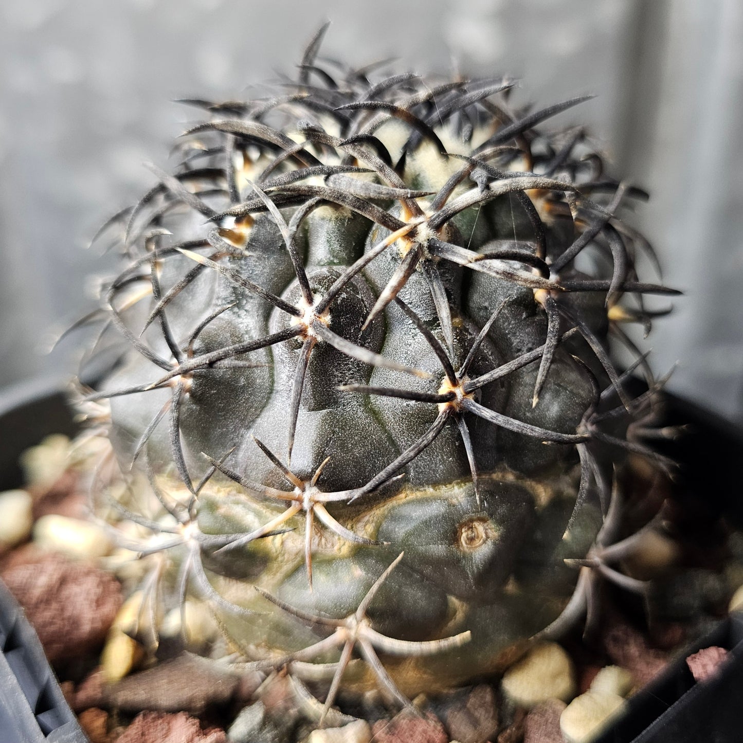 Copiapoa griseoviolacea – Specimen grade