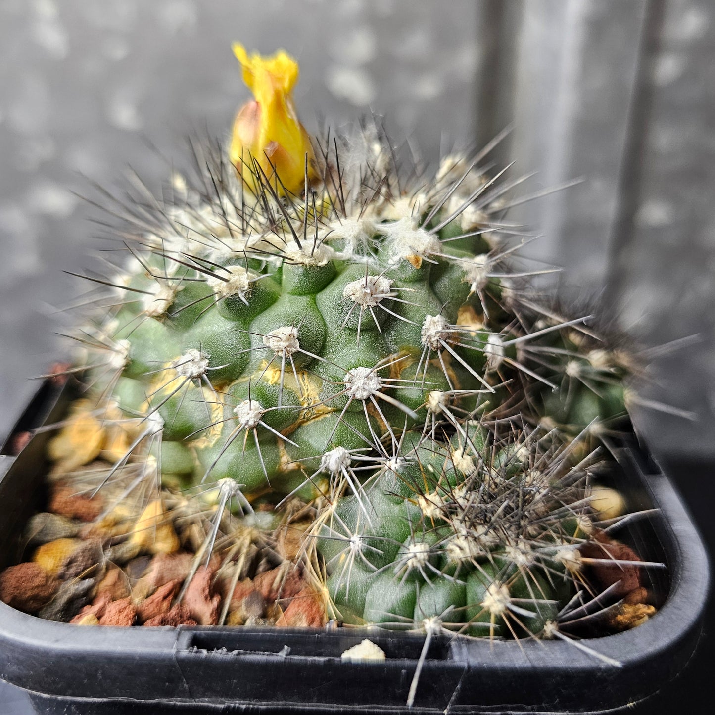 Copiapoa humilis