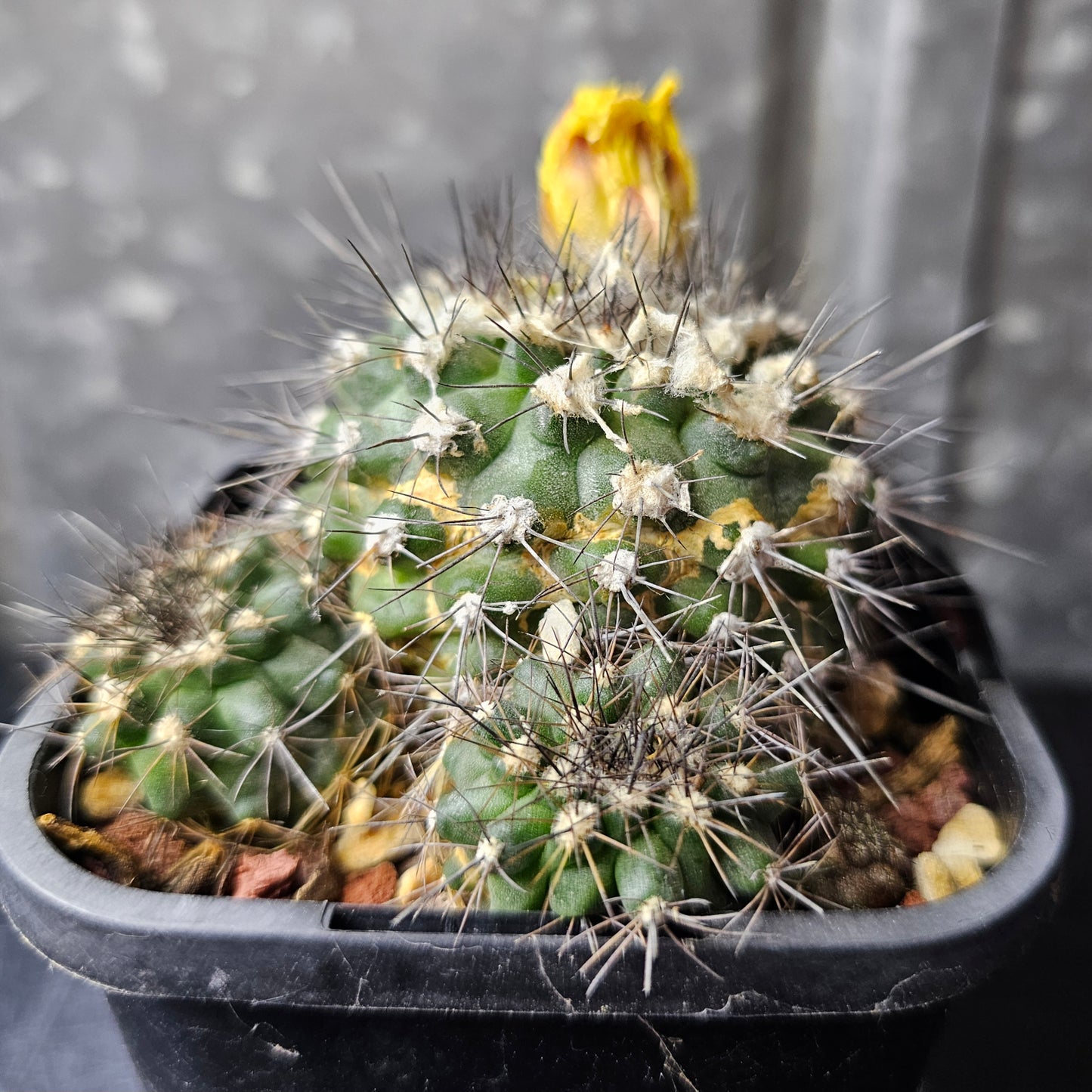 Copiapoa humilis