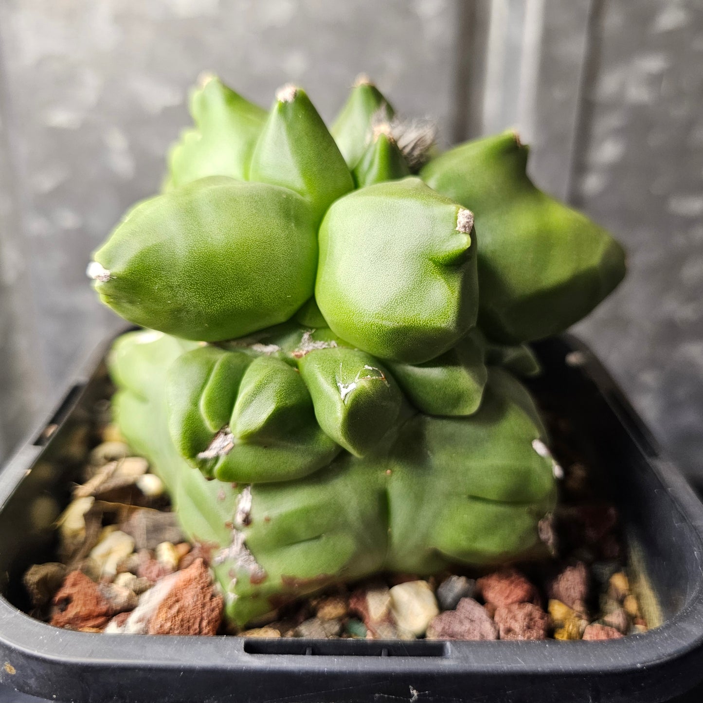 Astrophytum myriostigma cv. Kikko (extreme form)