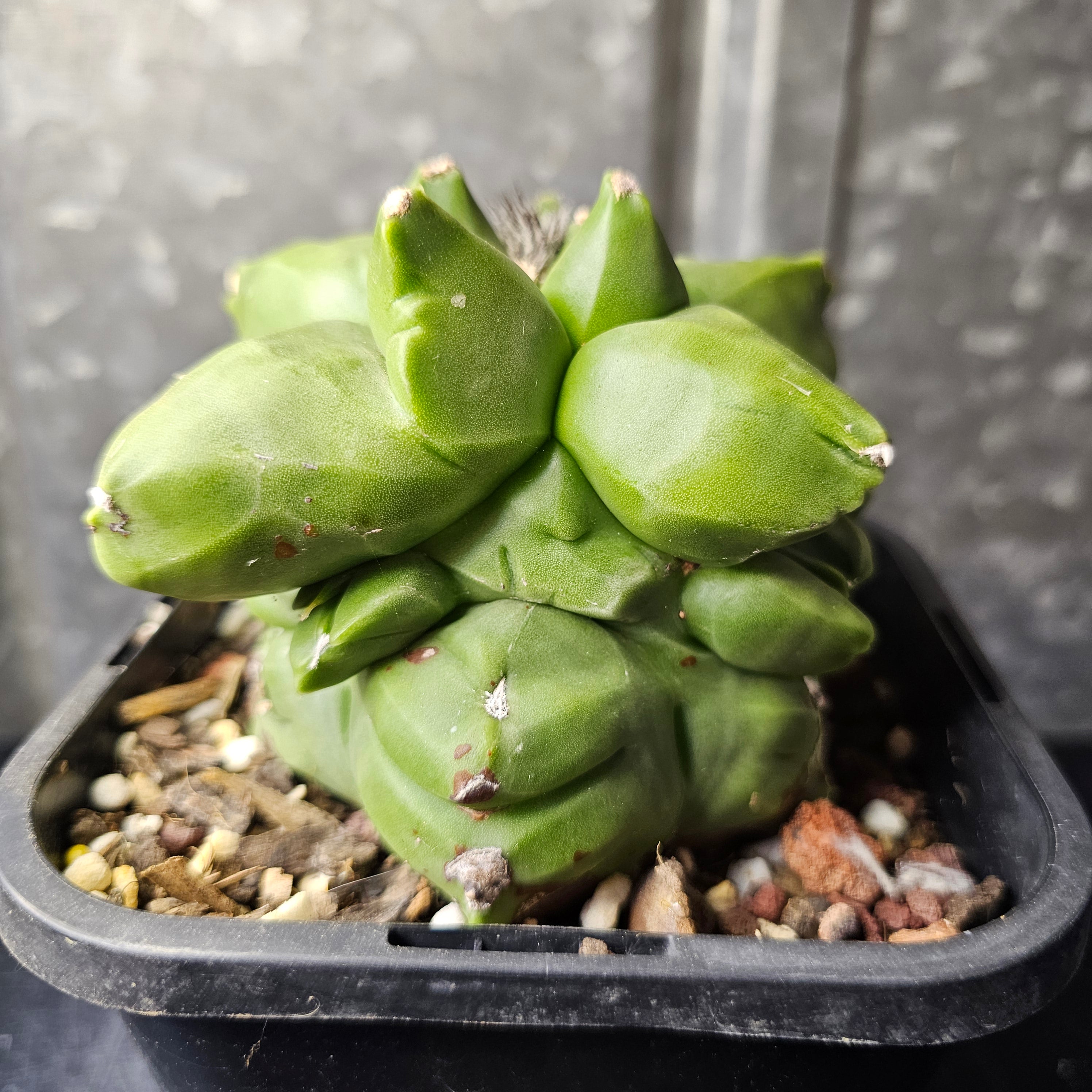 Astrophytum myriostigma cv. Kikko (extreme form) – Spine City