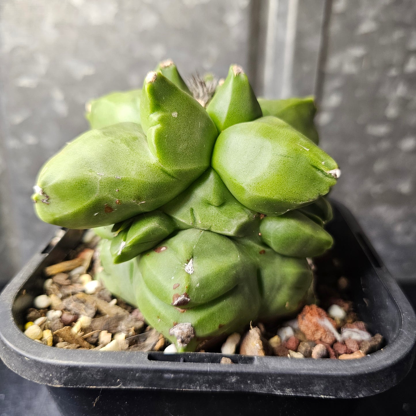 Astrophytum myriostigma cv. Kikko (extreme form)