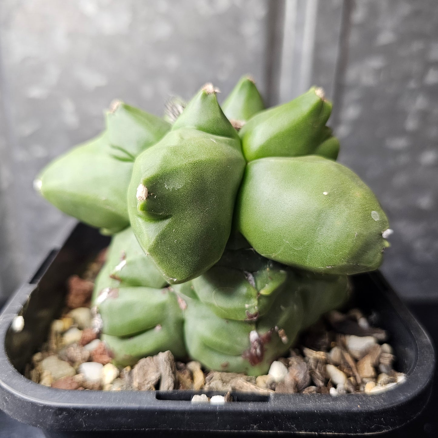 Astrophytum myriostigma cv. Kikko (extreme form)