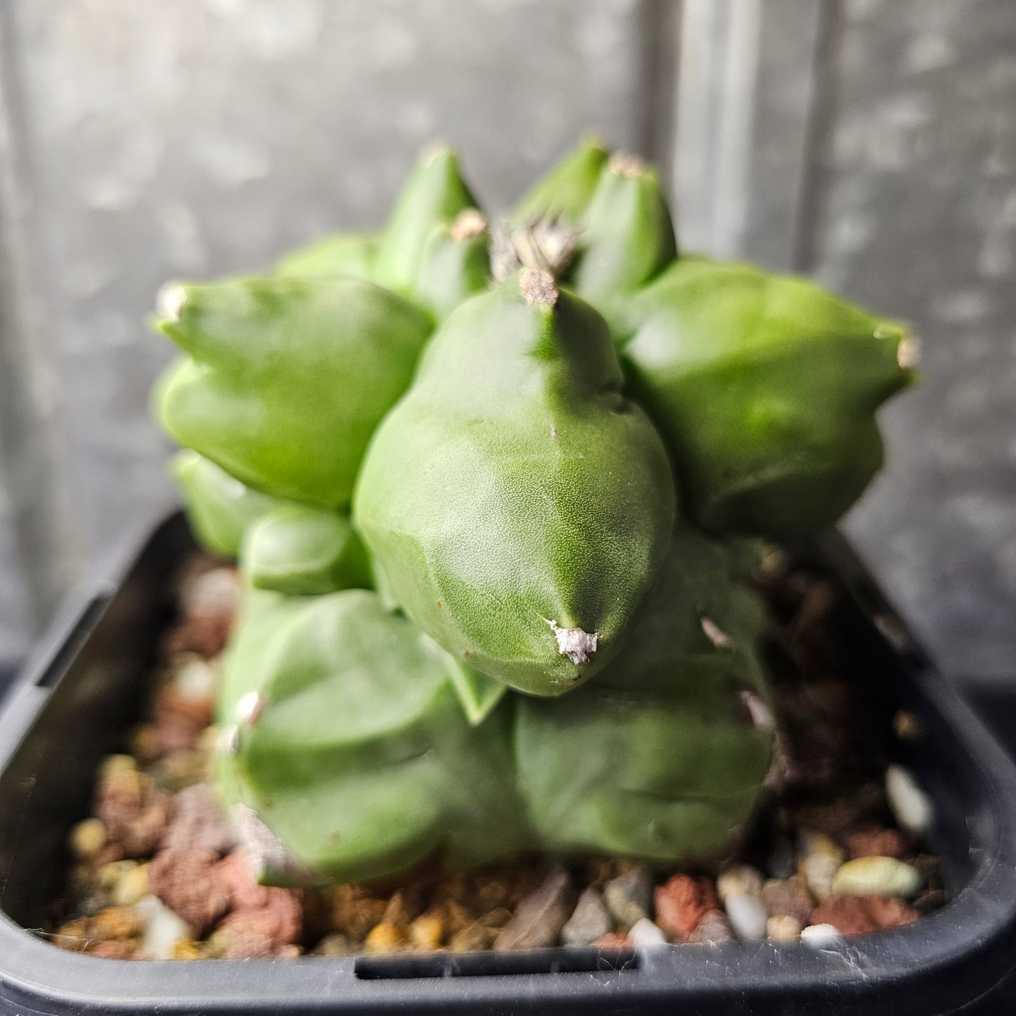 Astrophytum myriostigma cv. Kikko (extreme form)