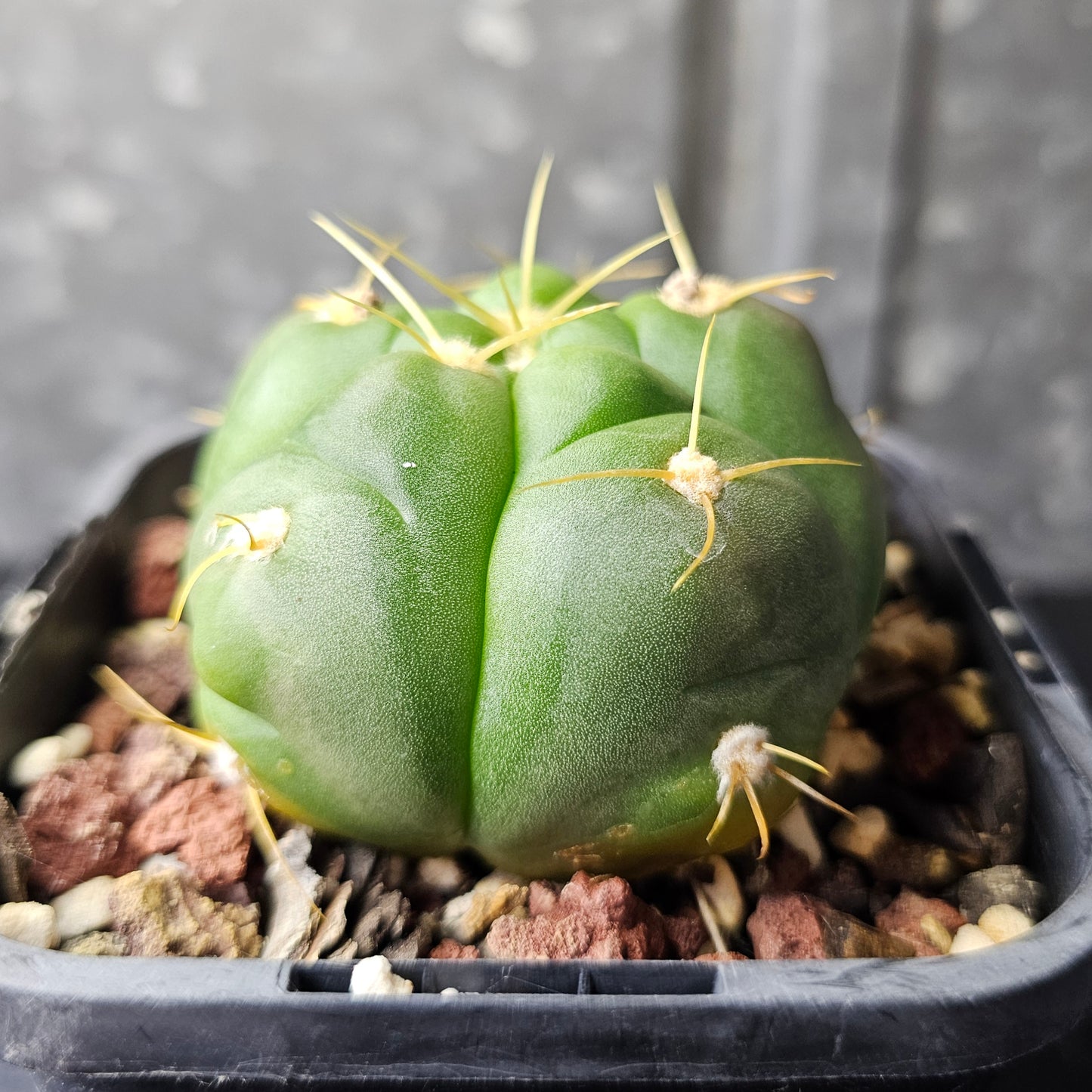 Gymnocalycium horstii HU79 – v. bueneckeri