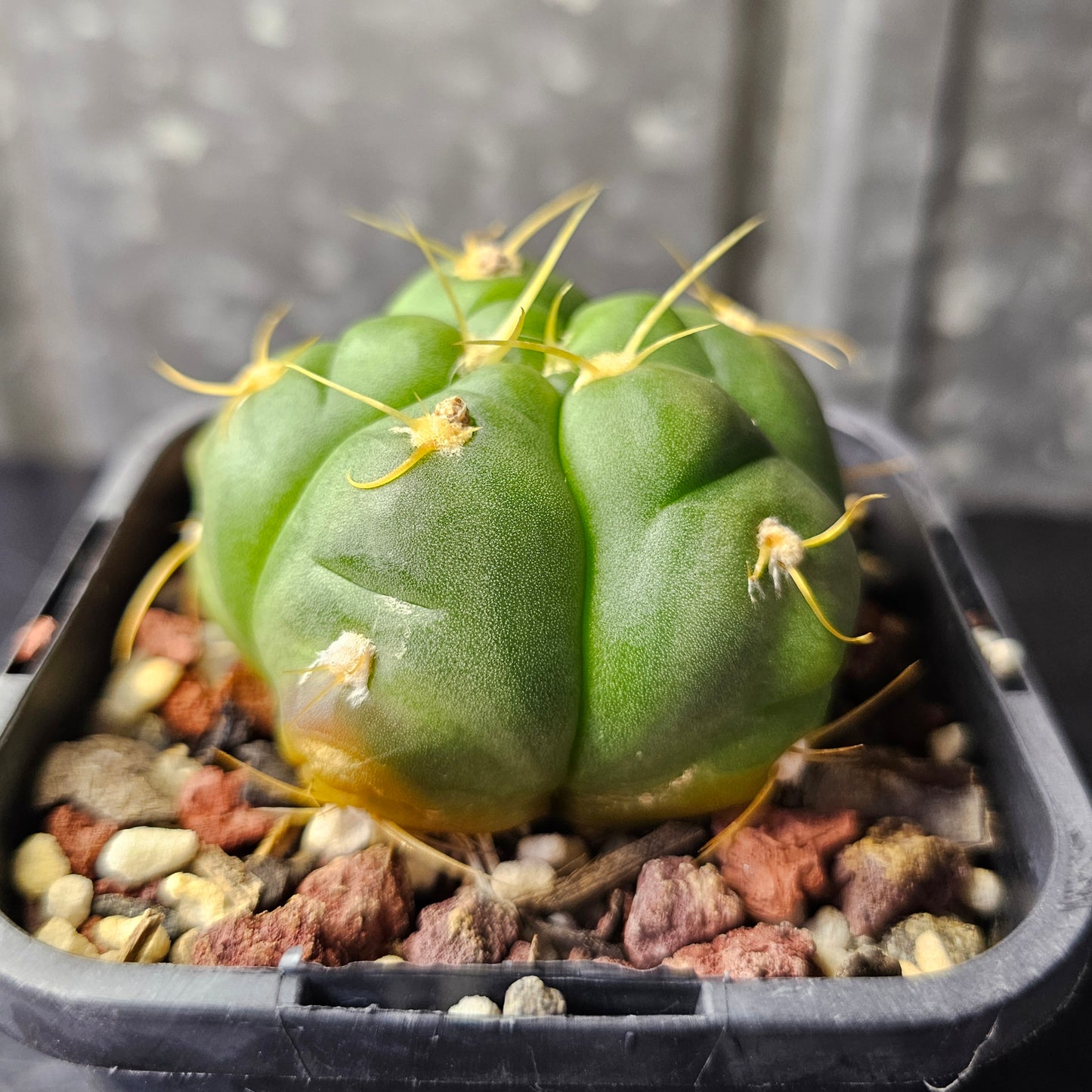 Gymnocalycium horstii HU79 – v. bueneckeri