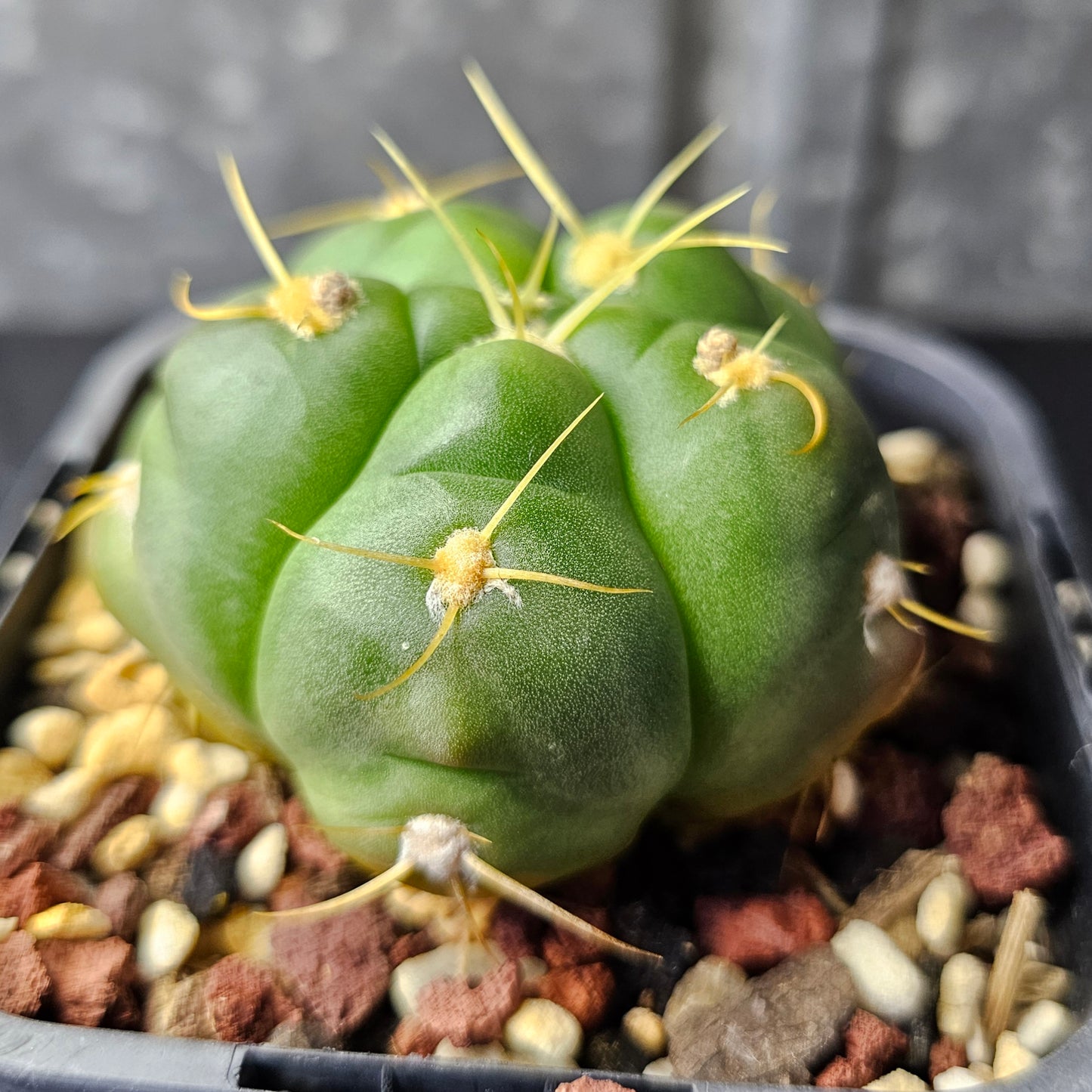 Gymnocalycium horstii HU79 – v. bueneckeri