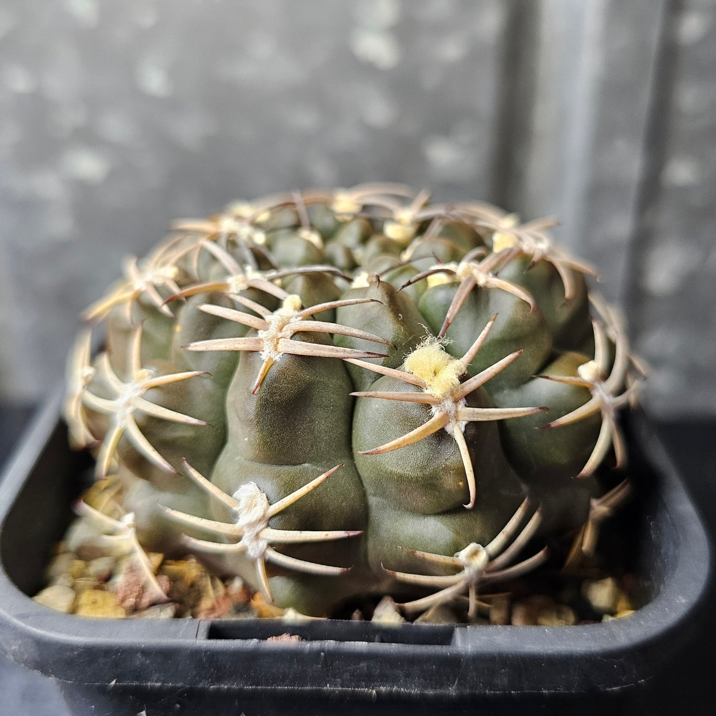 Gymnocalycium marsoneri