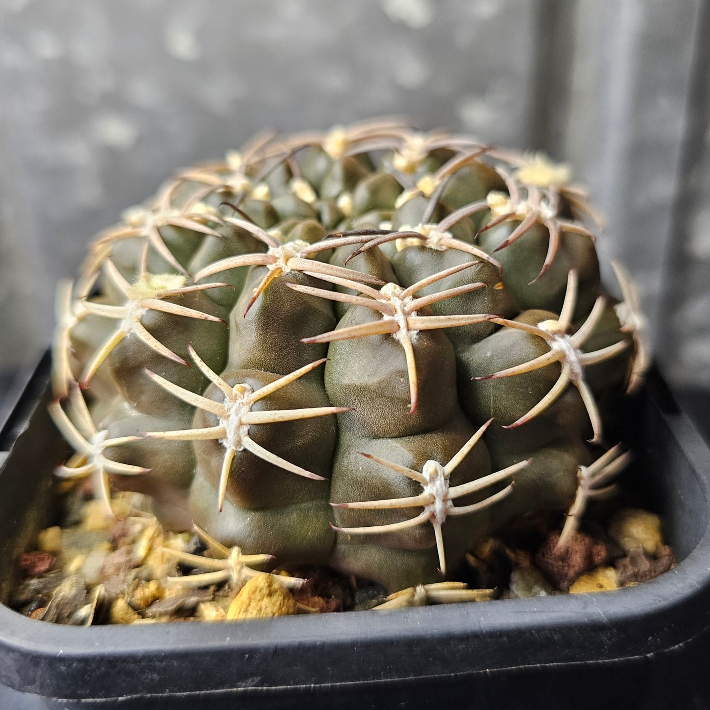 Gymnocalycium marsoneri
