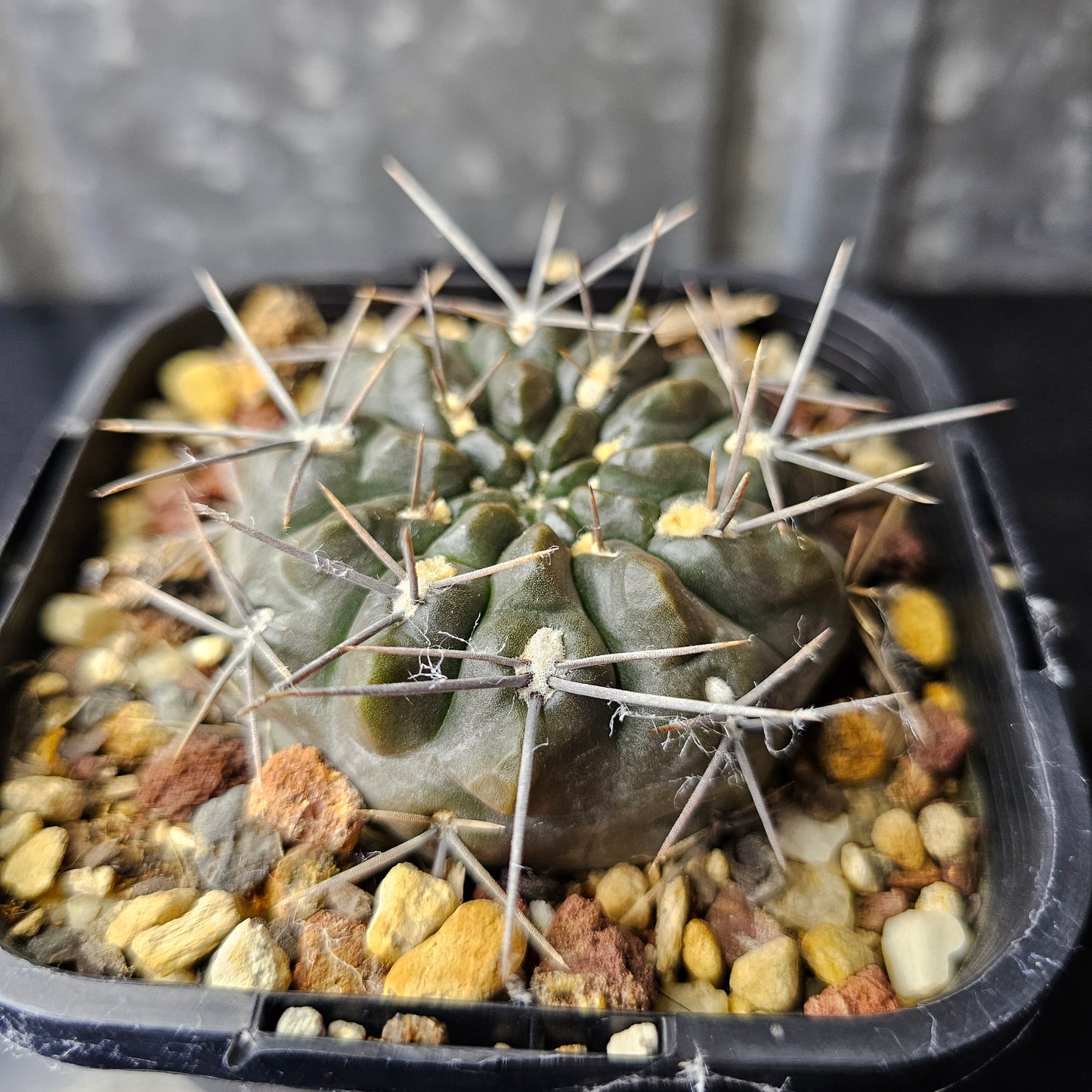 Gymnocalycium kubusain