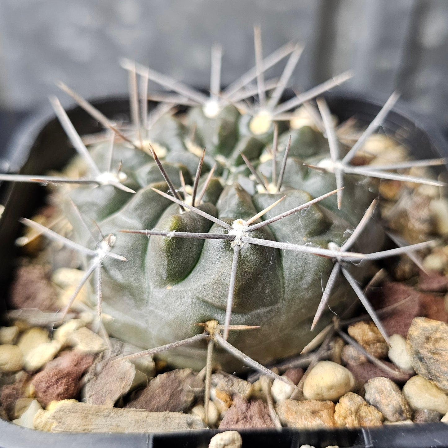 Gymnocalycium kubusain