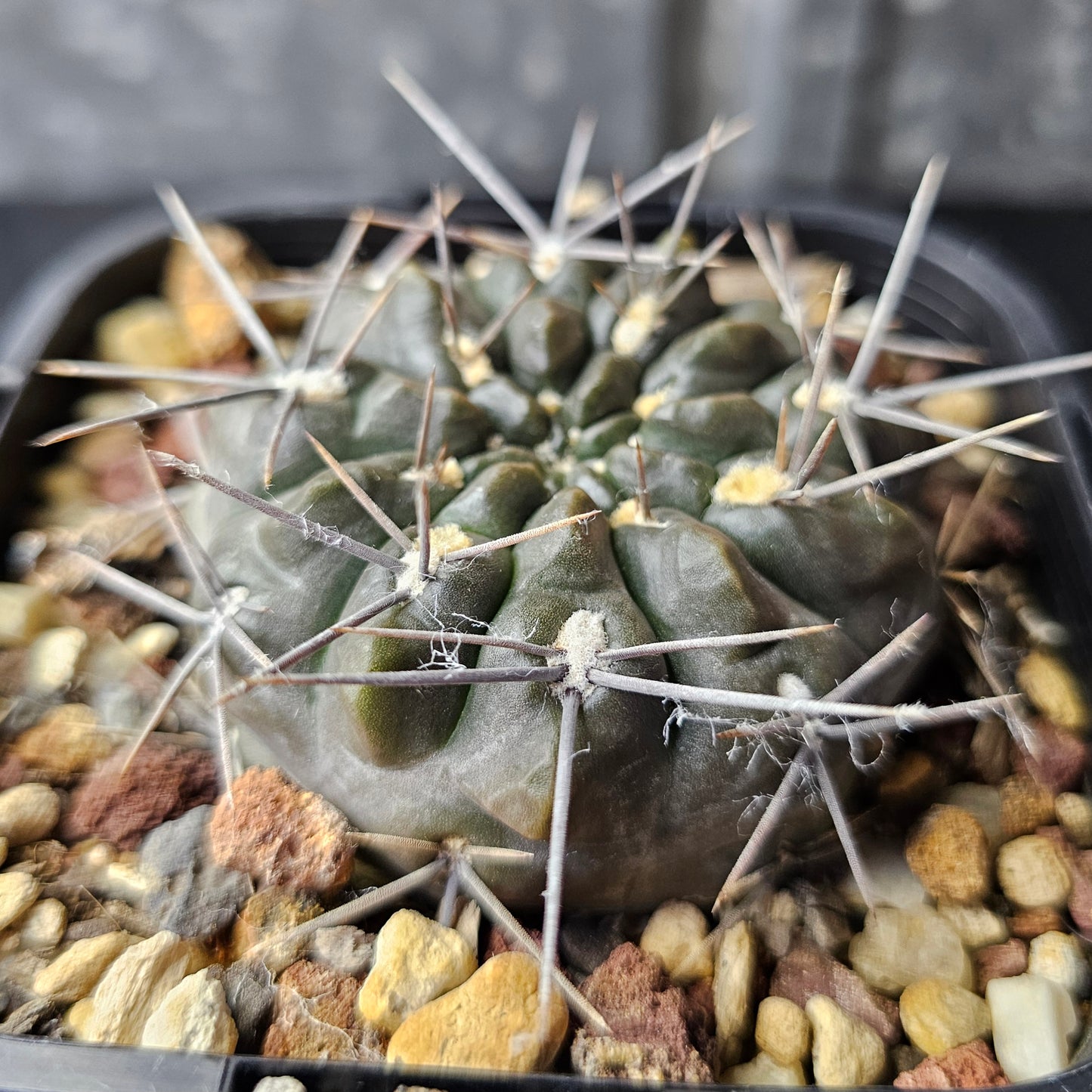 Gymnocalycium kubusain