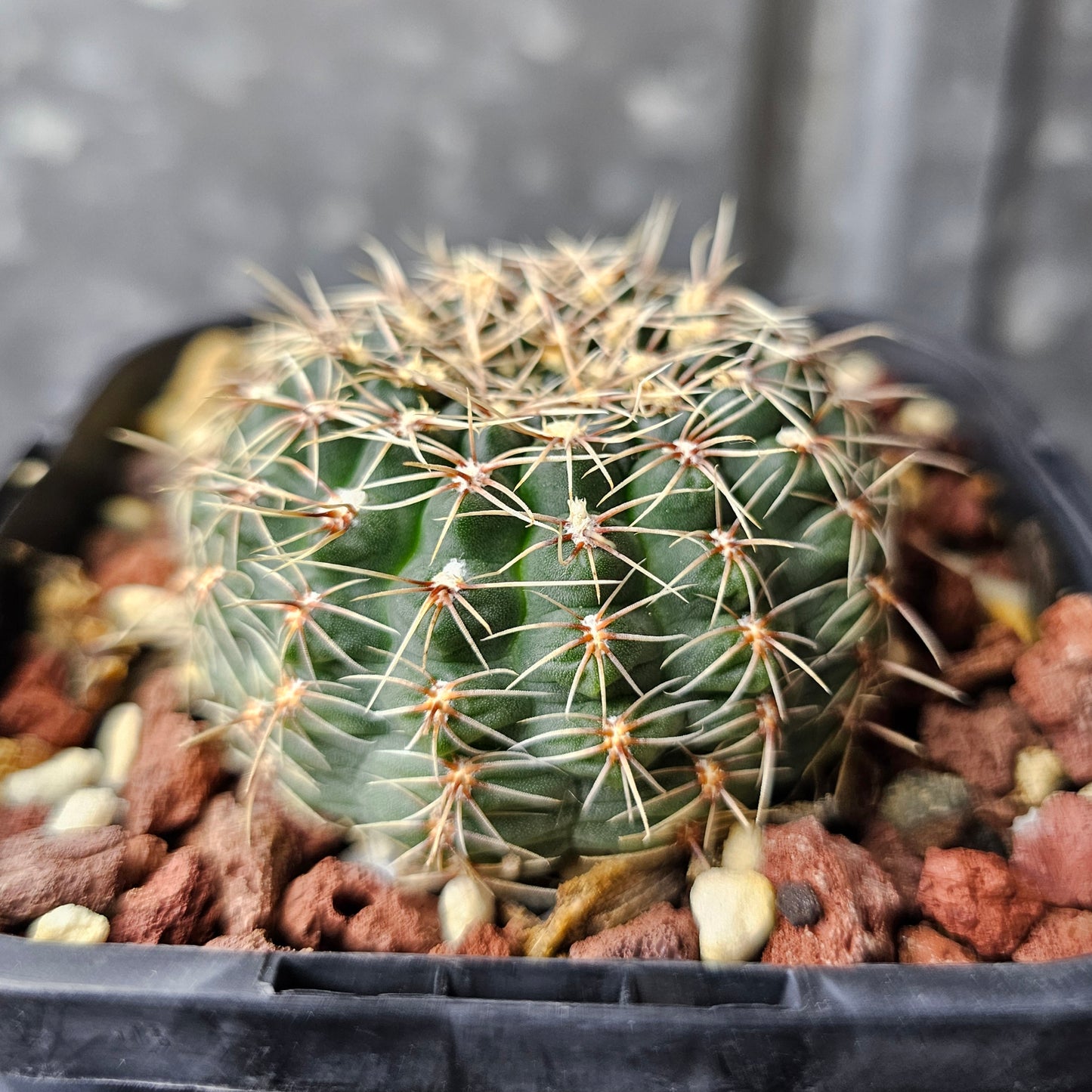 Gymnocalycium papschii