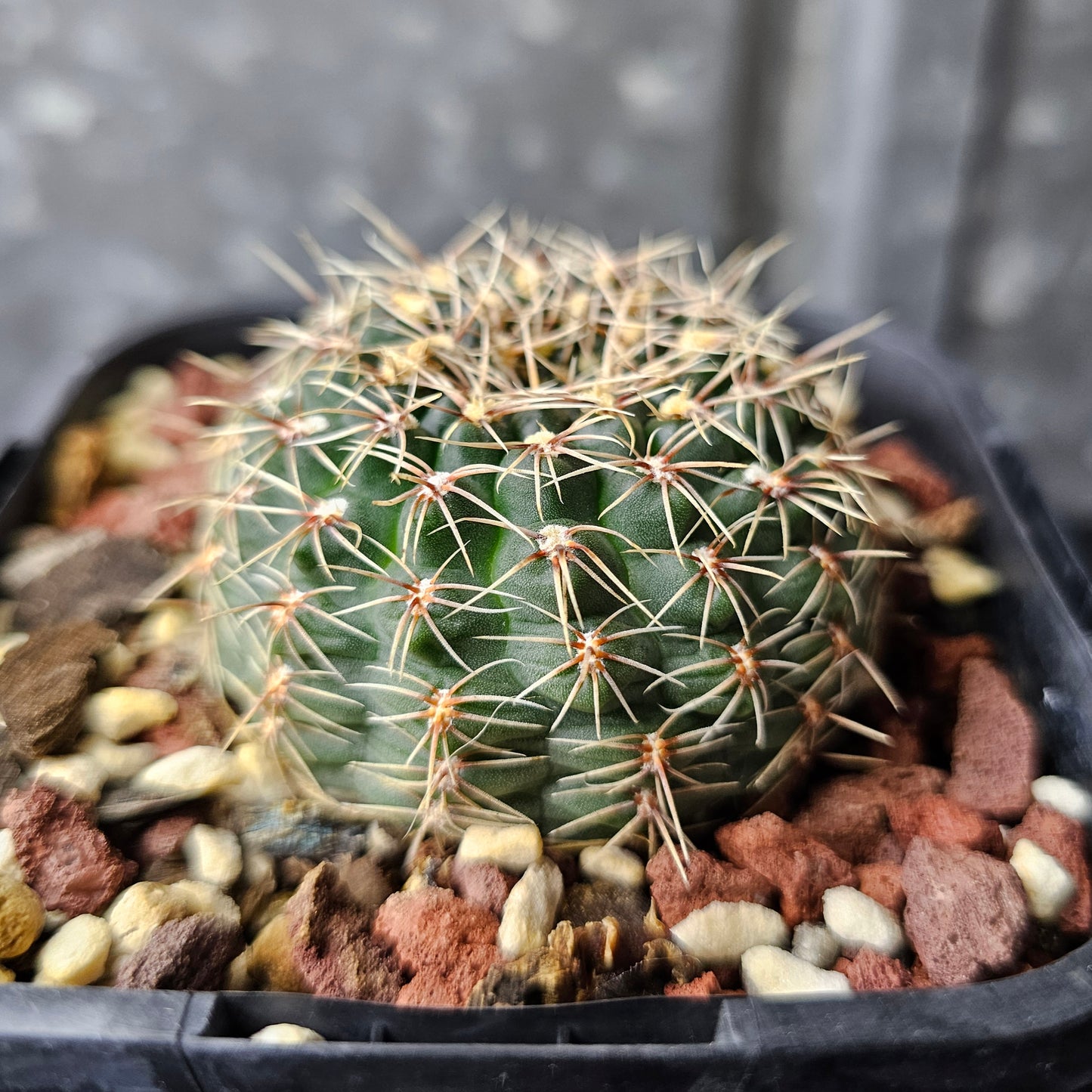 Gymnocalycium papschii