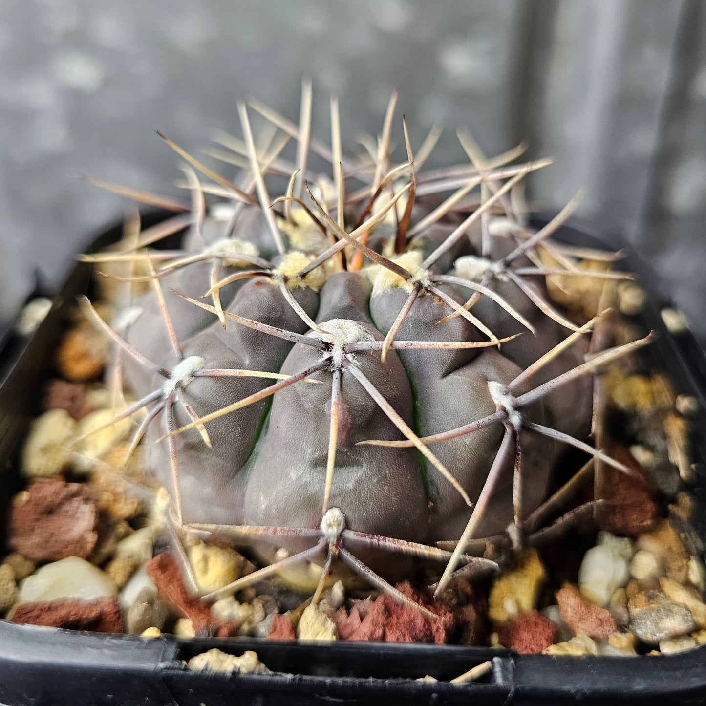 Gymnocalycium keislingii