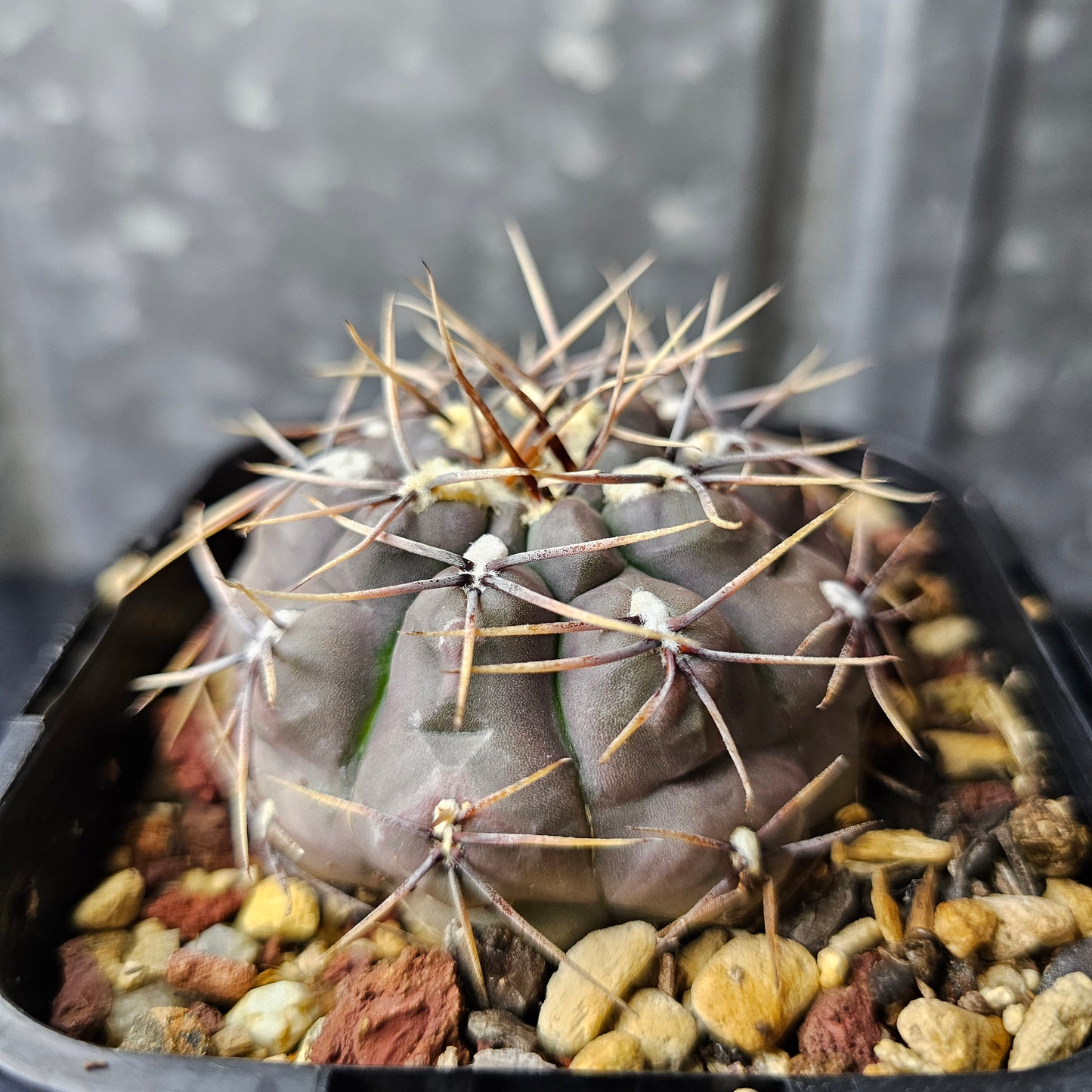 Gymnocalycium keislingii