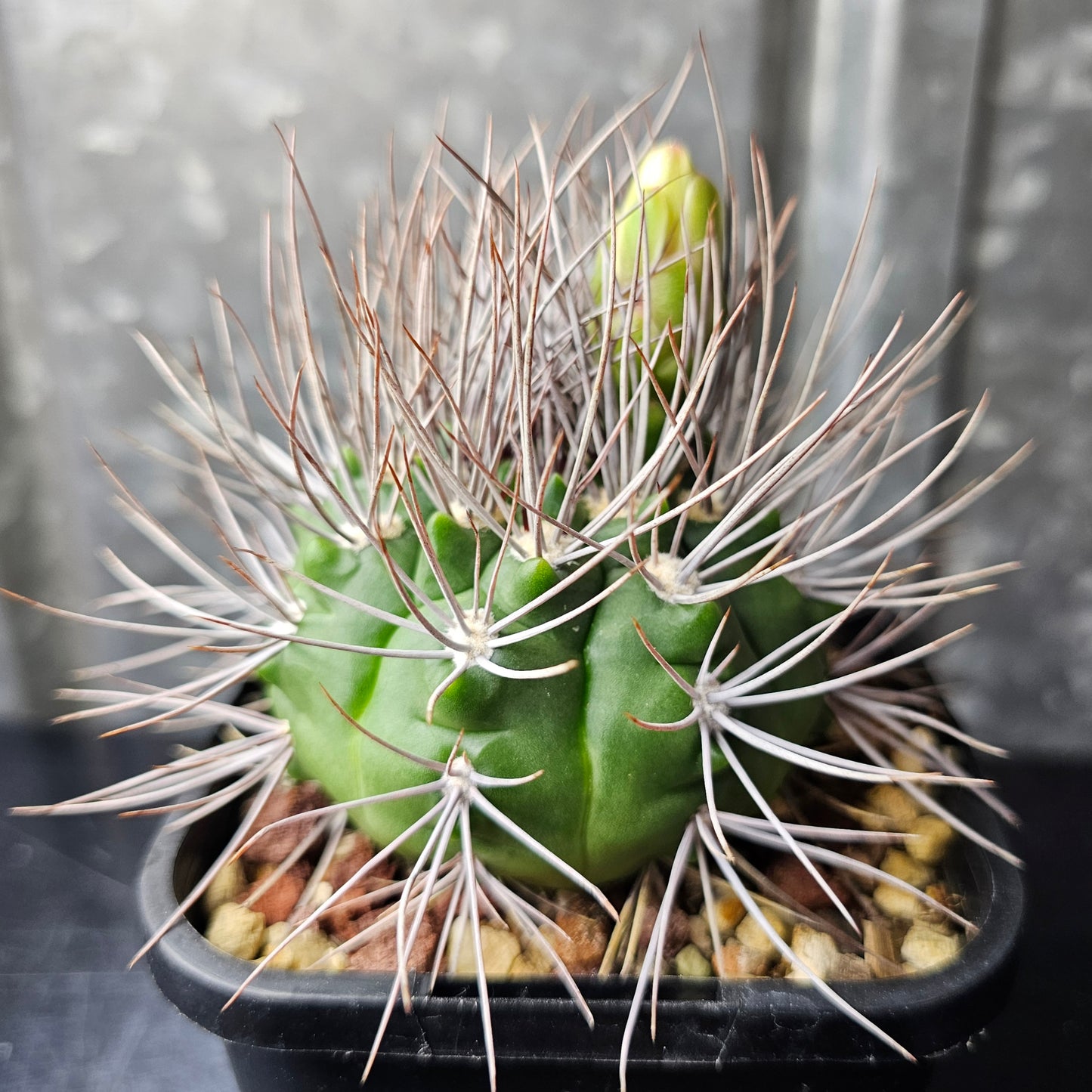 Gymnocalycium sp. (mega spines)