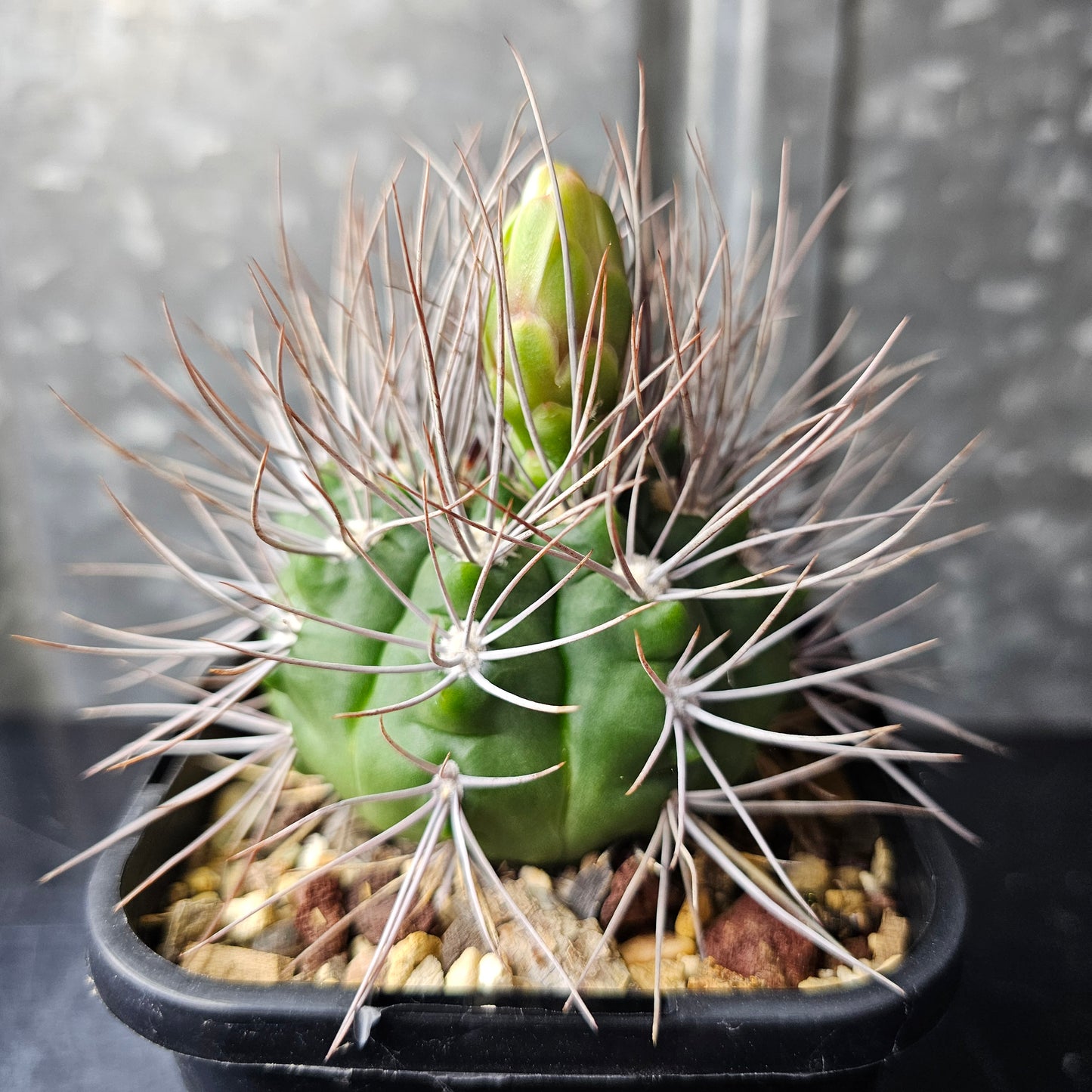 Gymnocalycium sp. (mega spines)