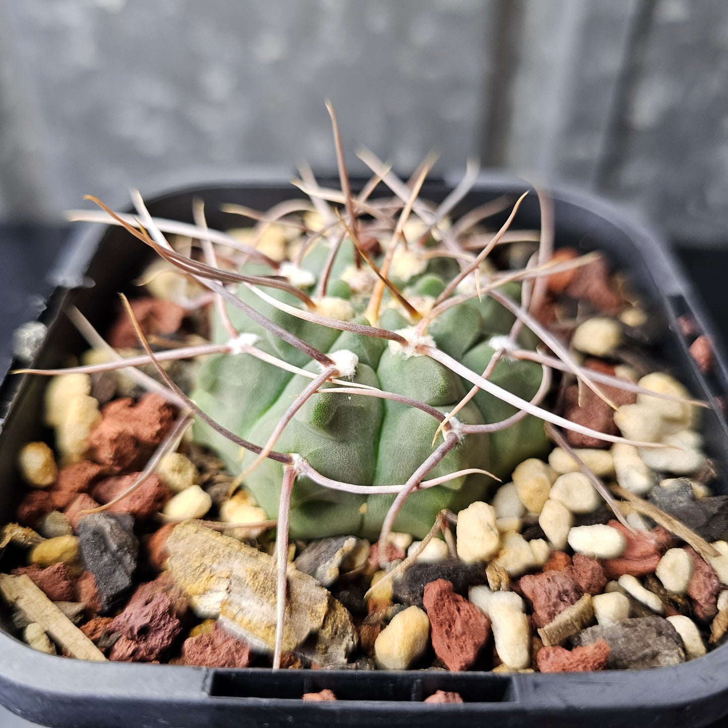 Gymnocalycium vatteri (spine select)