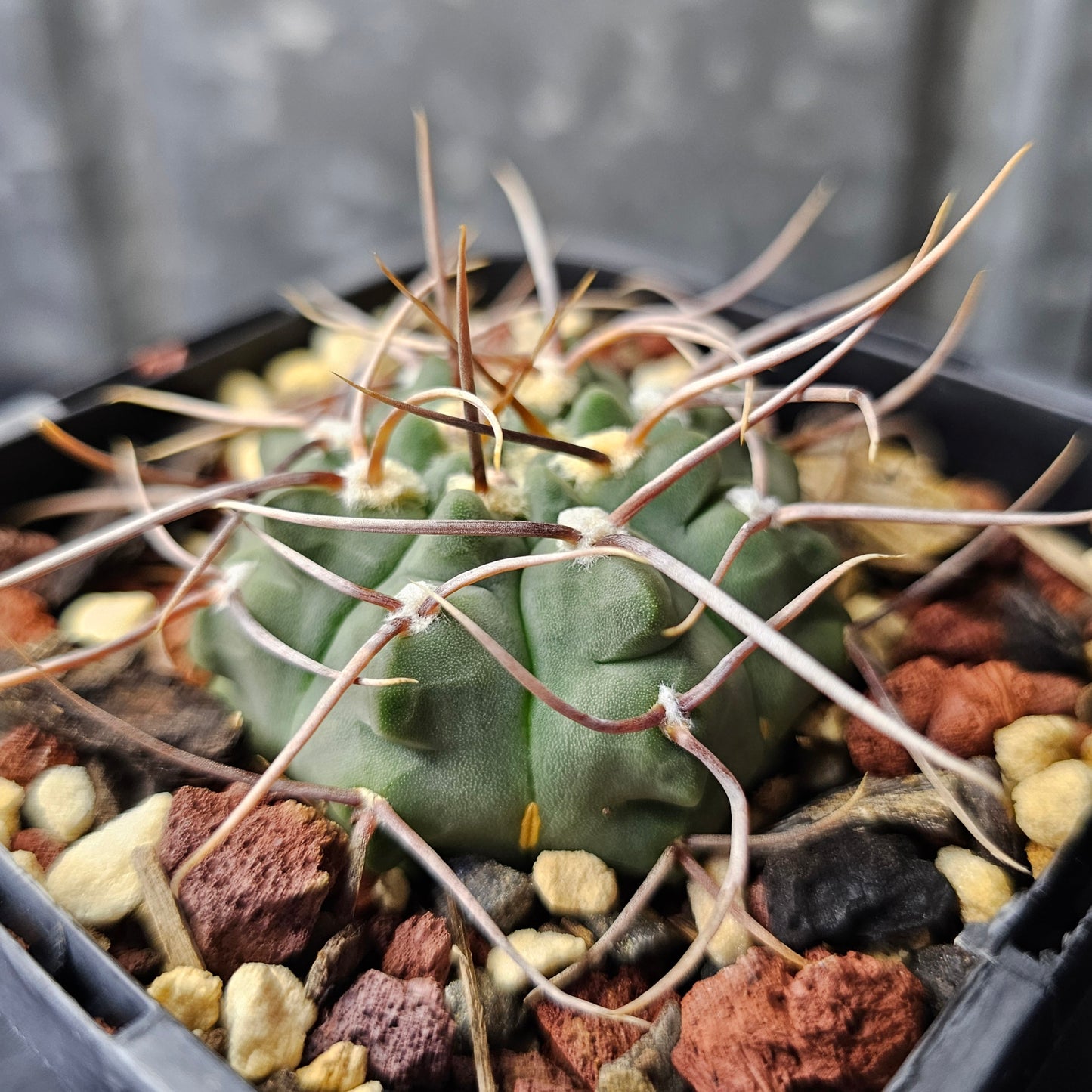 Gymnocalycium vatteri (spine select)