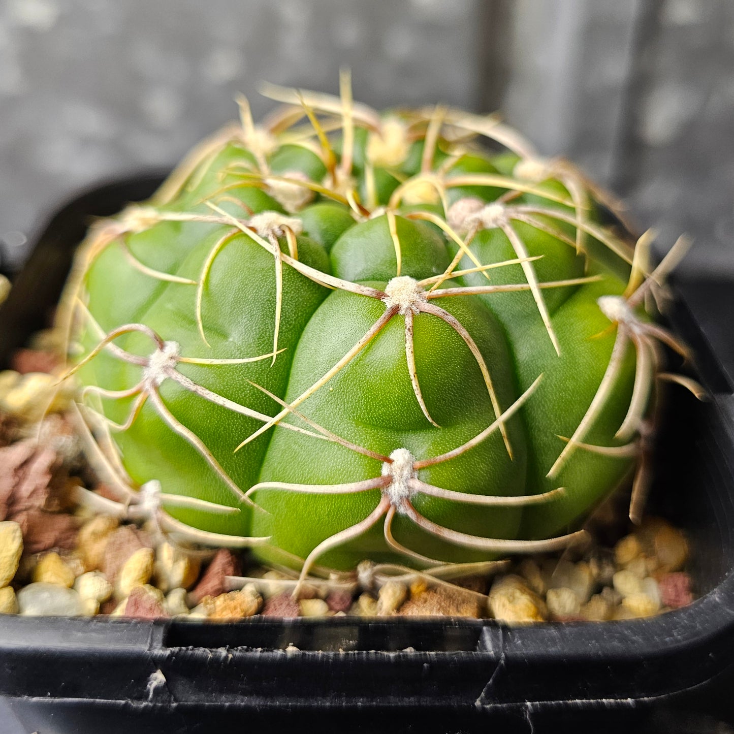 Gymnocalycium megalothelon