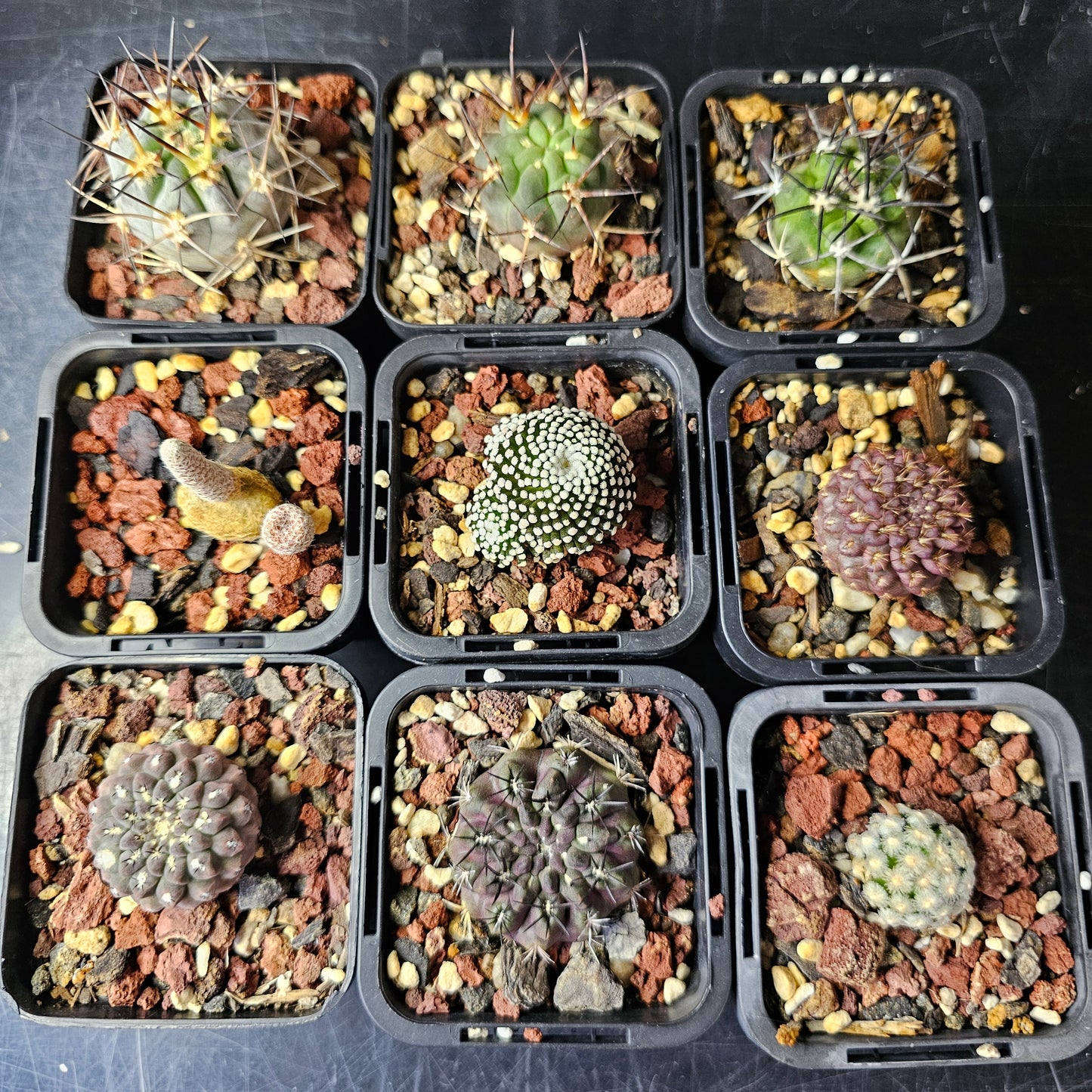 Cactus bundle (9 plants) – Elite selection