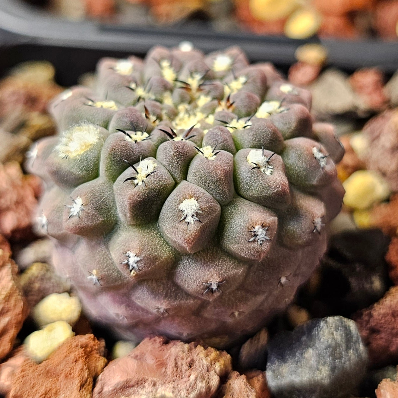 Cactus bundle (9 plants) – Elite selection